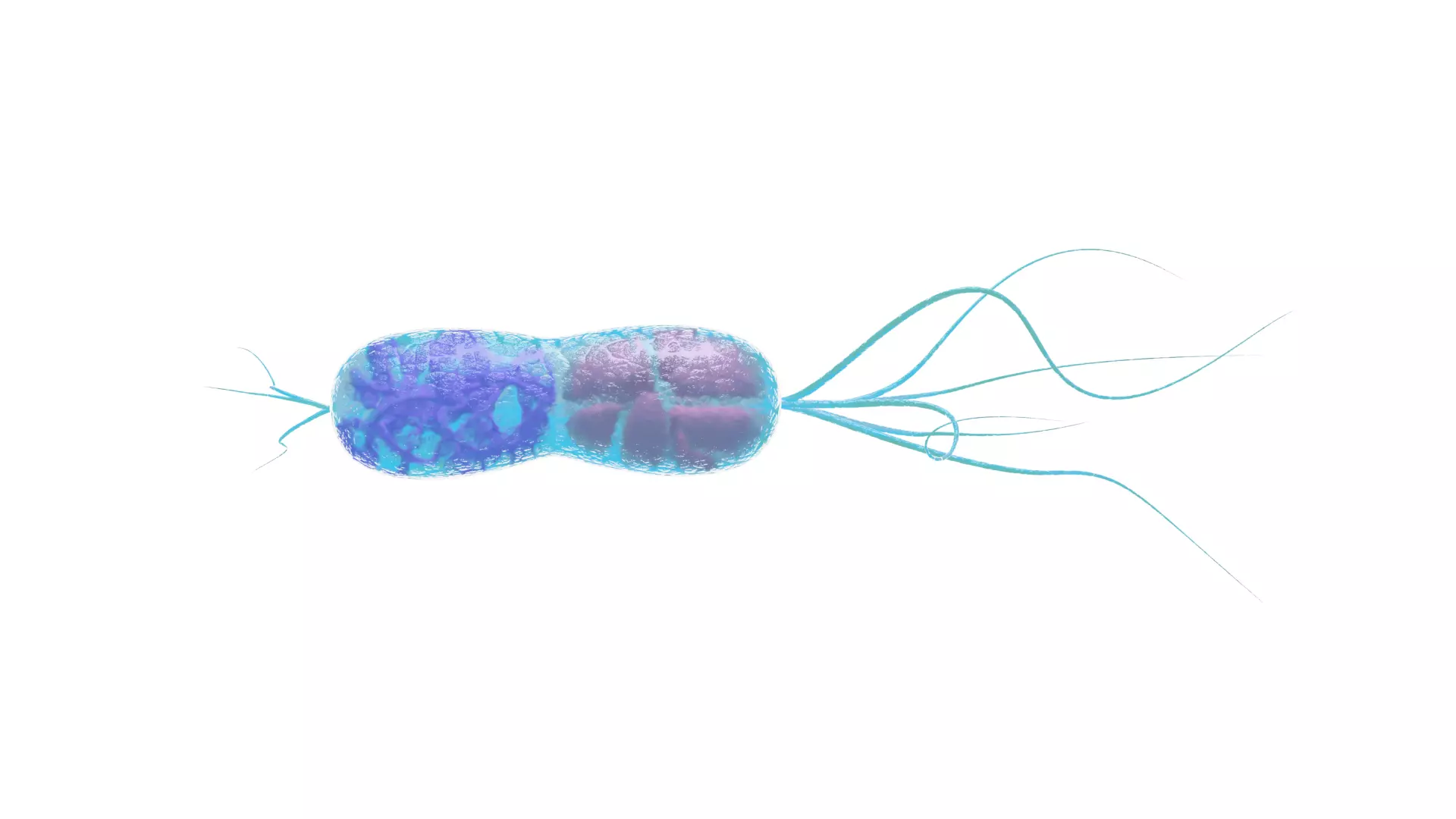 Animated microbes 1-5 Low-poly 3D model_11