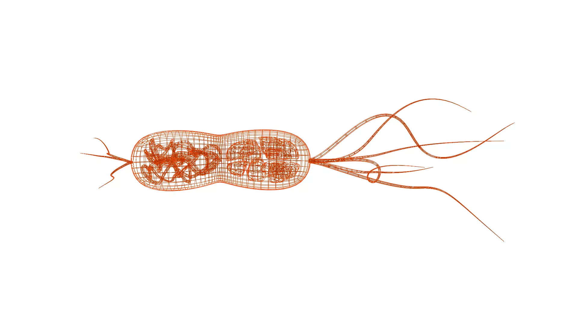 Animated microbes 1-5 Low-poly 3D model_13