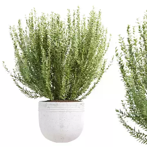 Pot Plant 3D Model Vol 324