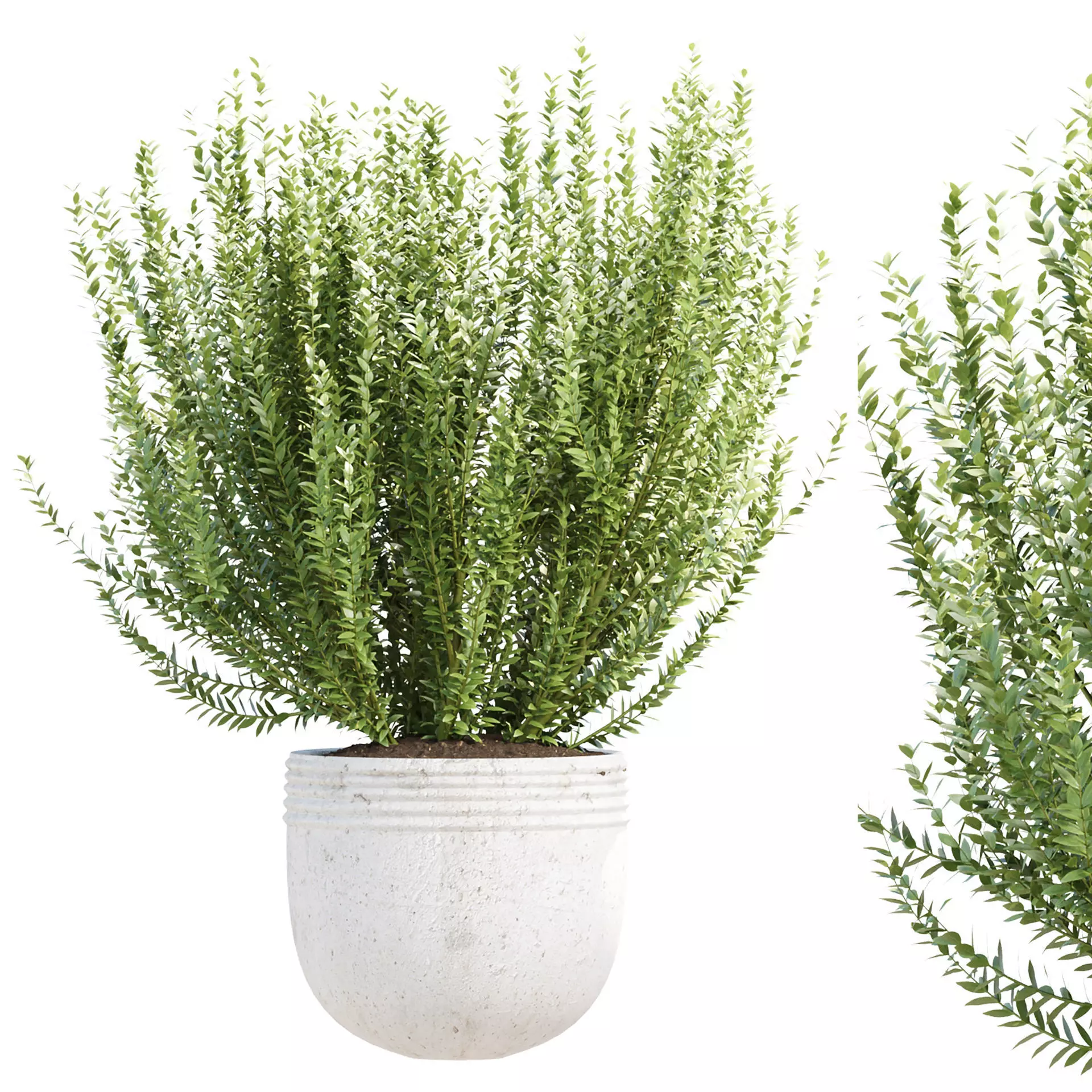 Pot Plant 3D Model Vol 324 3D model