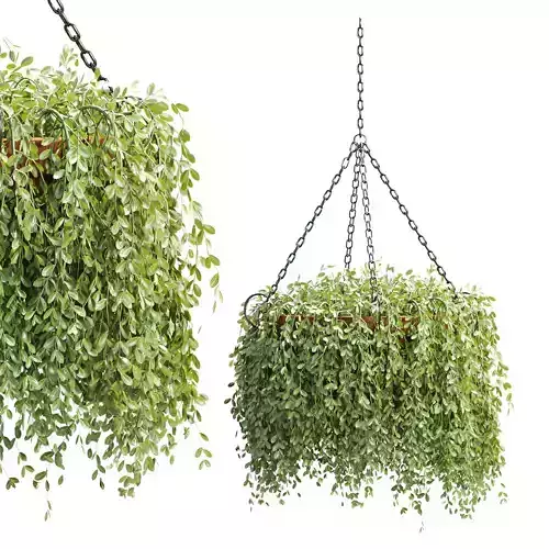Hanging Plant 3D Model Vol 325