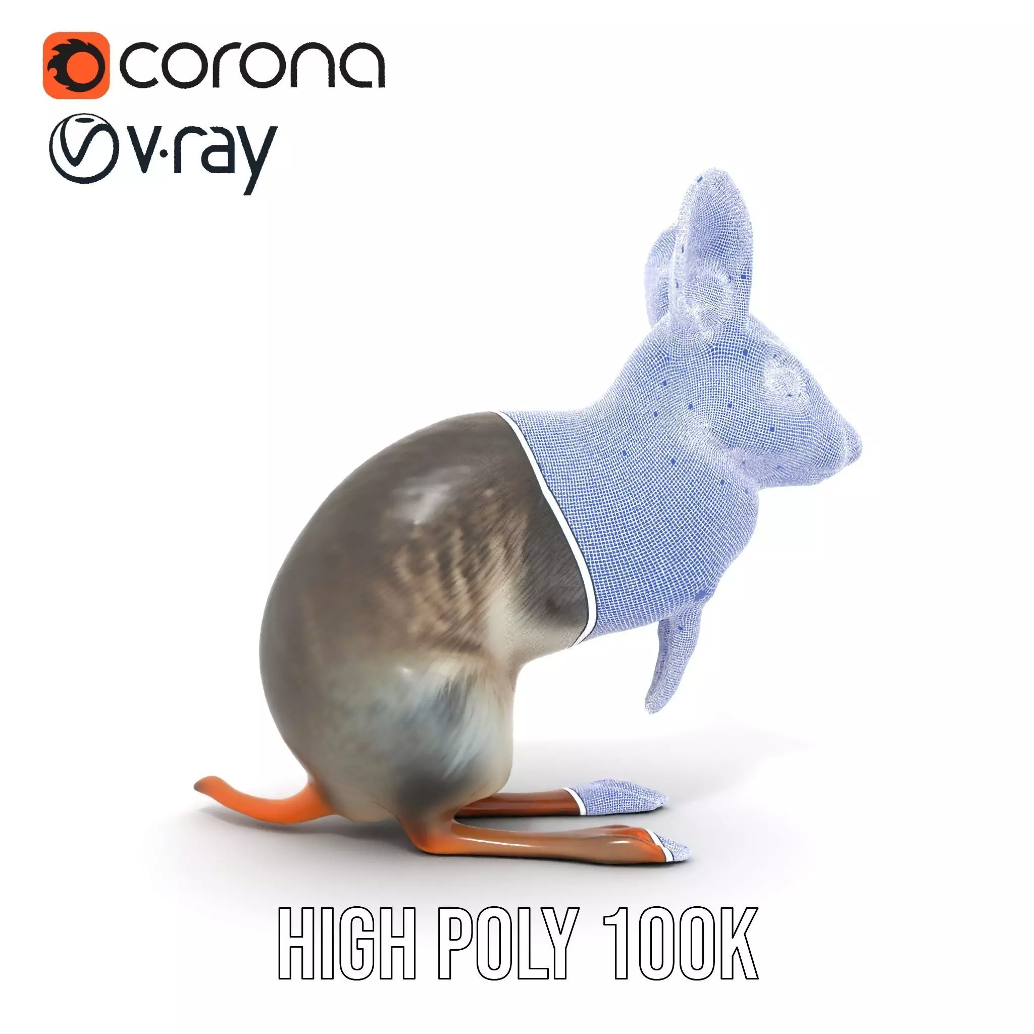 Bushytailed Bilby model pack Low-poly 3D model_34