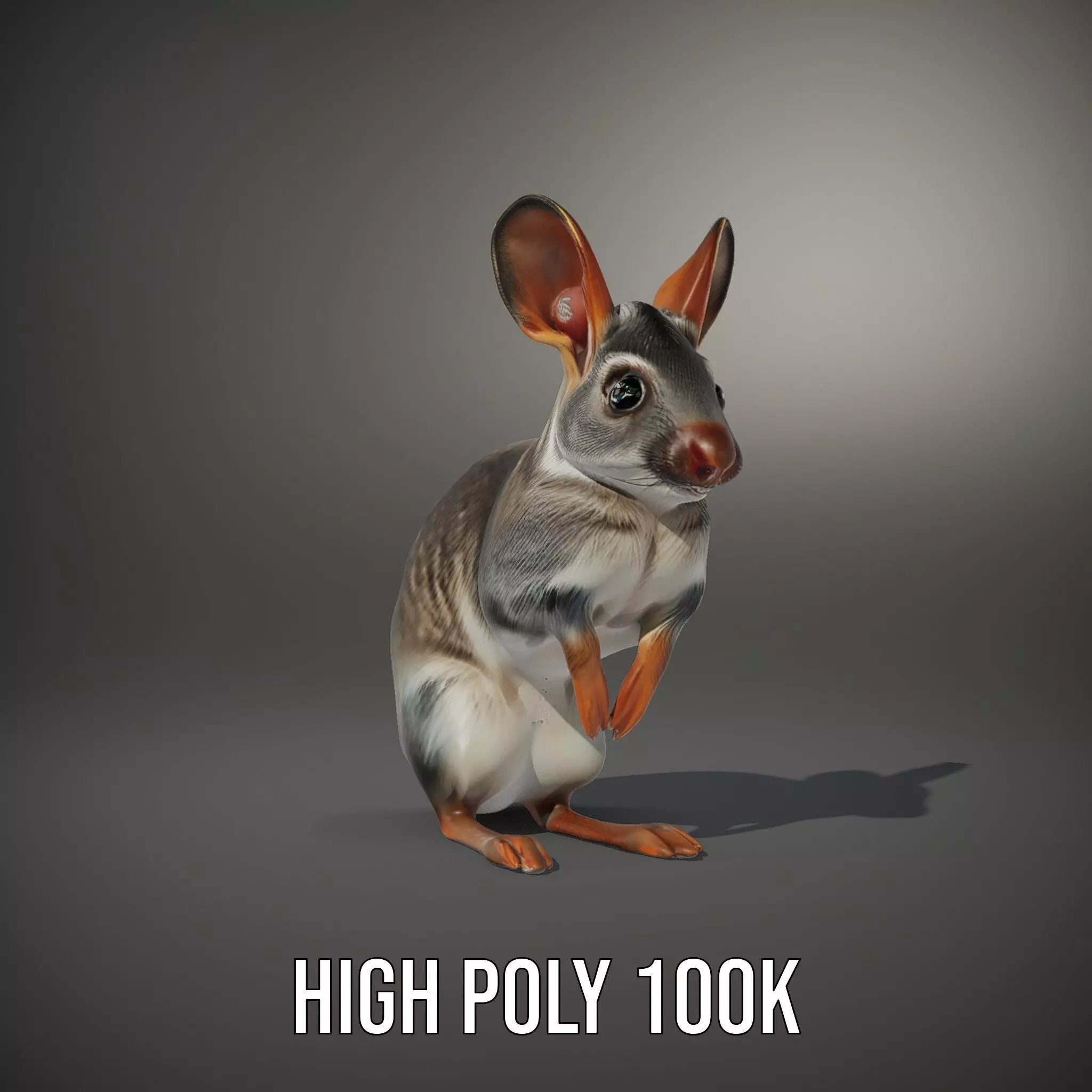 Bushytailed Bilby model pack Low-poly 3D model_8