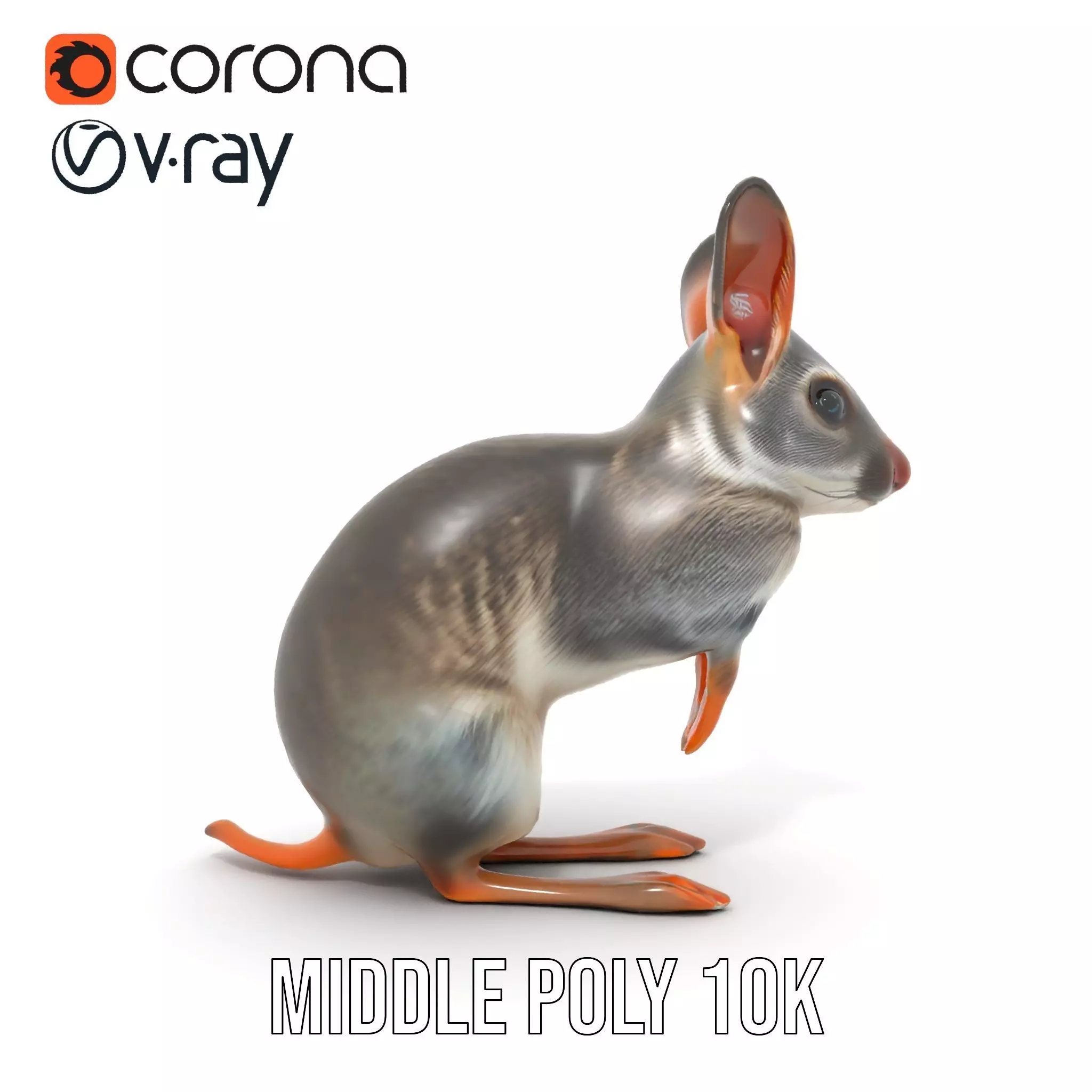 Bushytailed Bilby model pack Low-poly 3D model_11