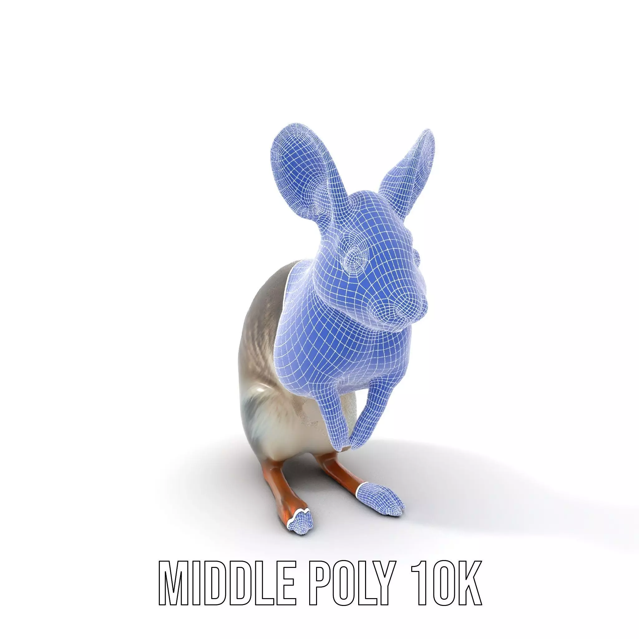 Bushytailed Bilby model pack Low-poly 3D model_13