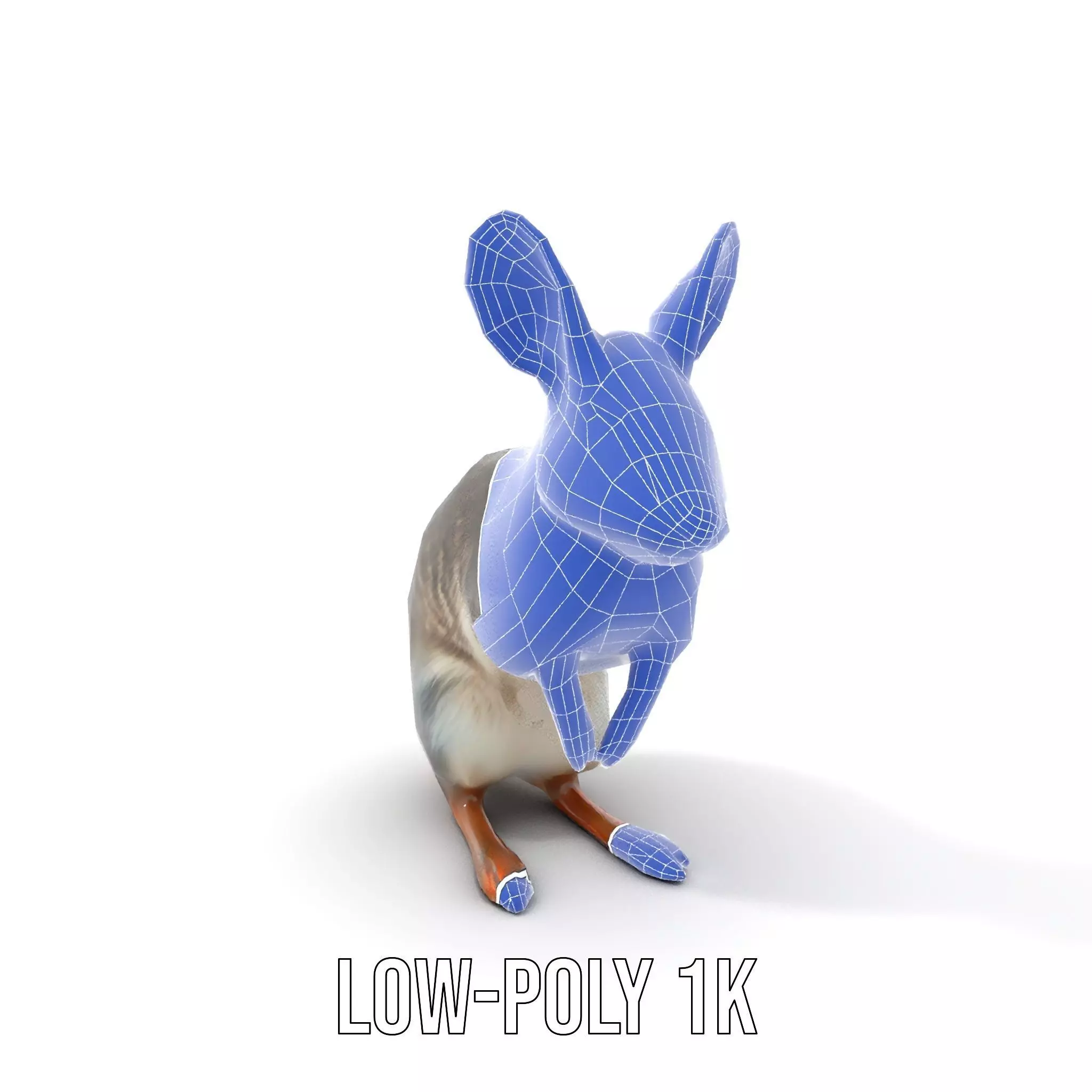 Bushytailed Bilby model pack Low-poly 3D model_17