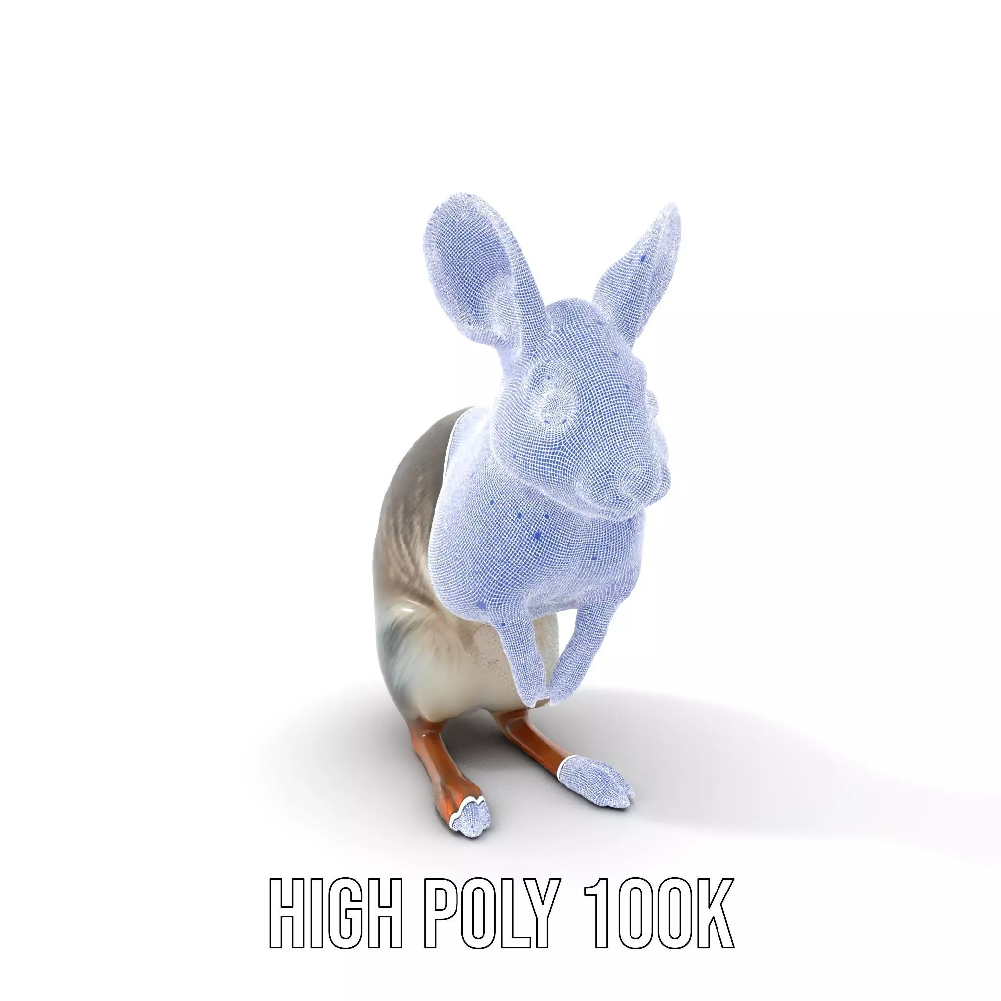 Bushytailed Bilby model pack Low-poly 3D model_4