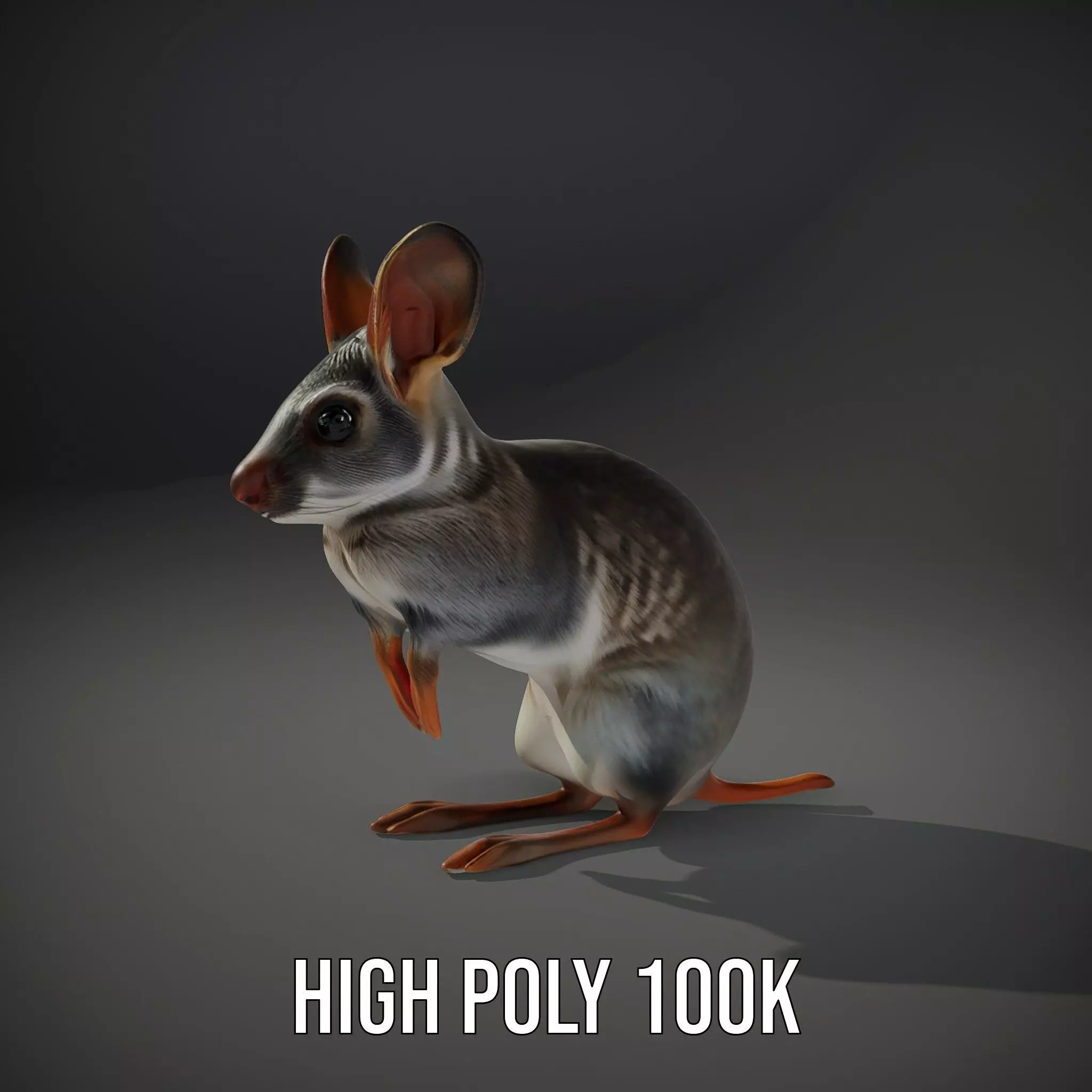 Bushytailed Bilby model pack Low-poly 3D model_10