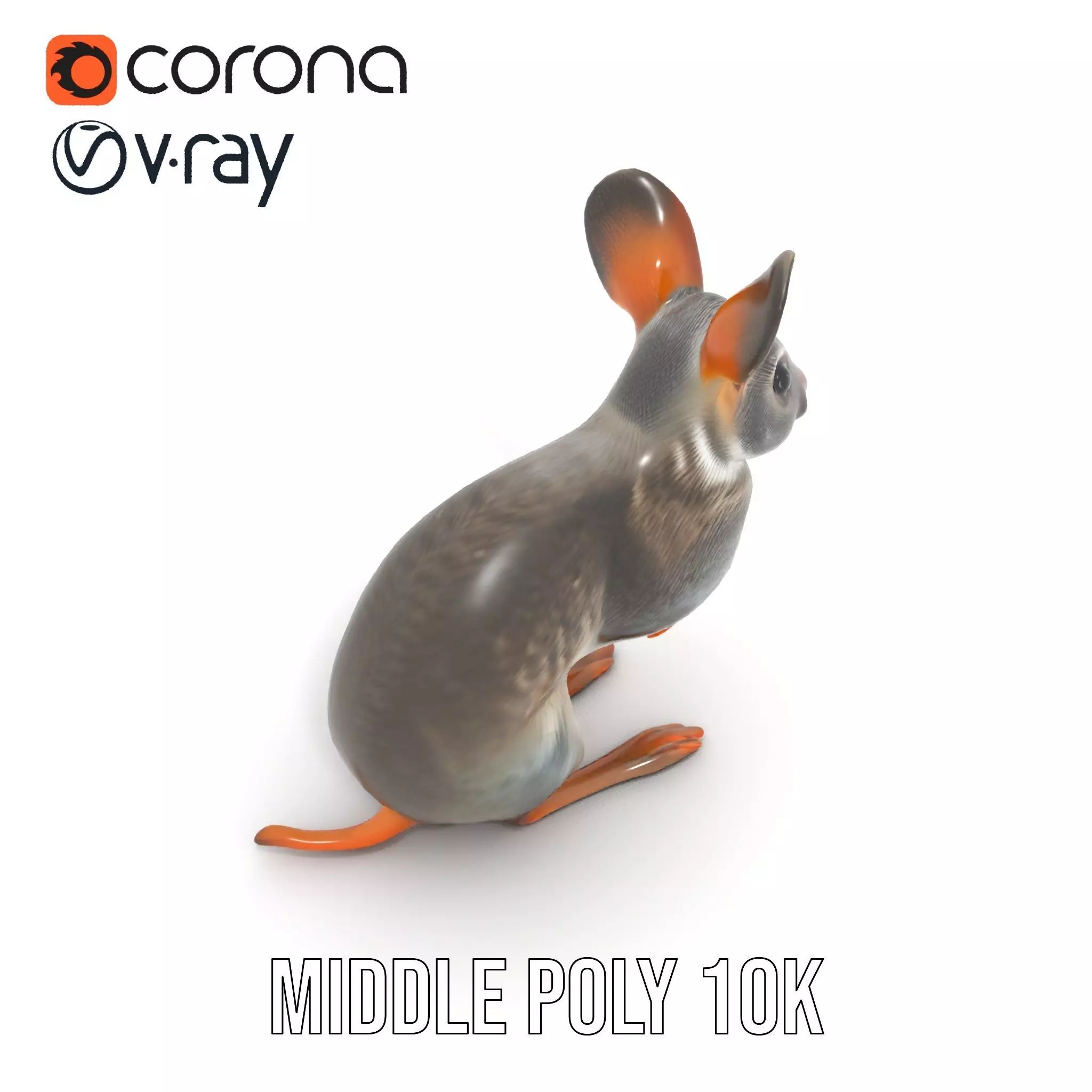 Bushytailed Bilby model pack Low-poly 3D model_27