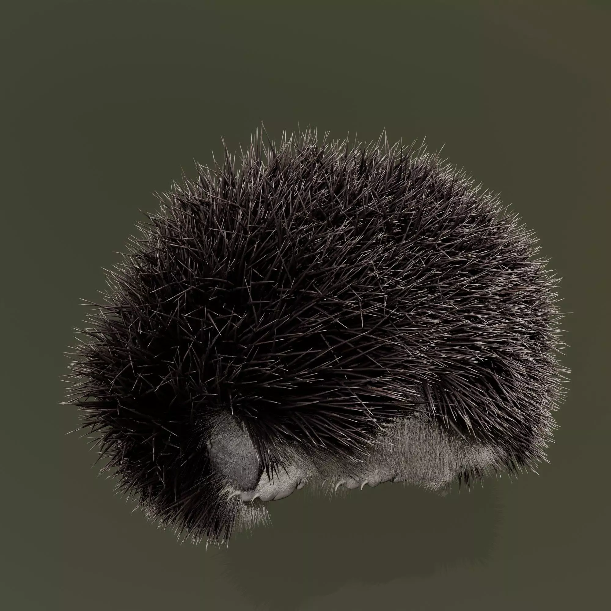 Realistic Animated Hedgehog 3D model_11