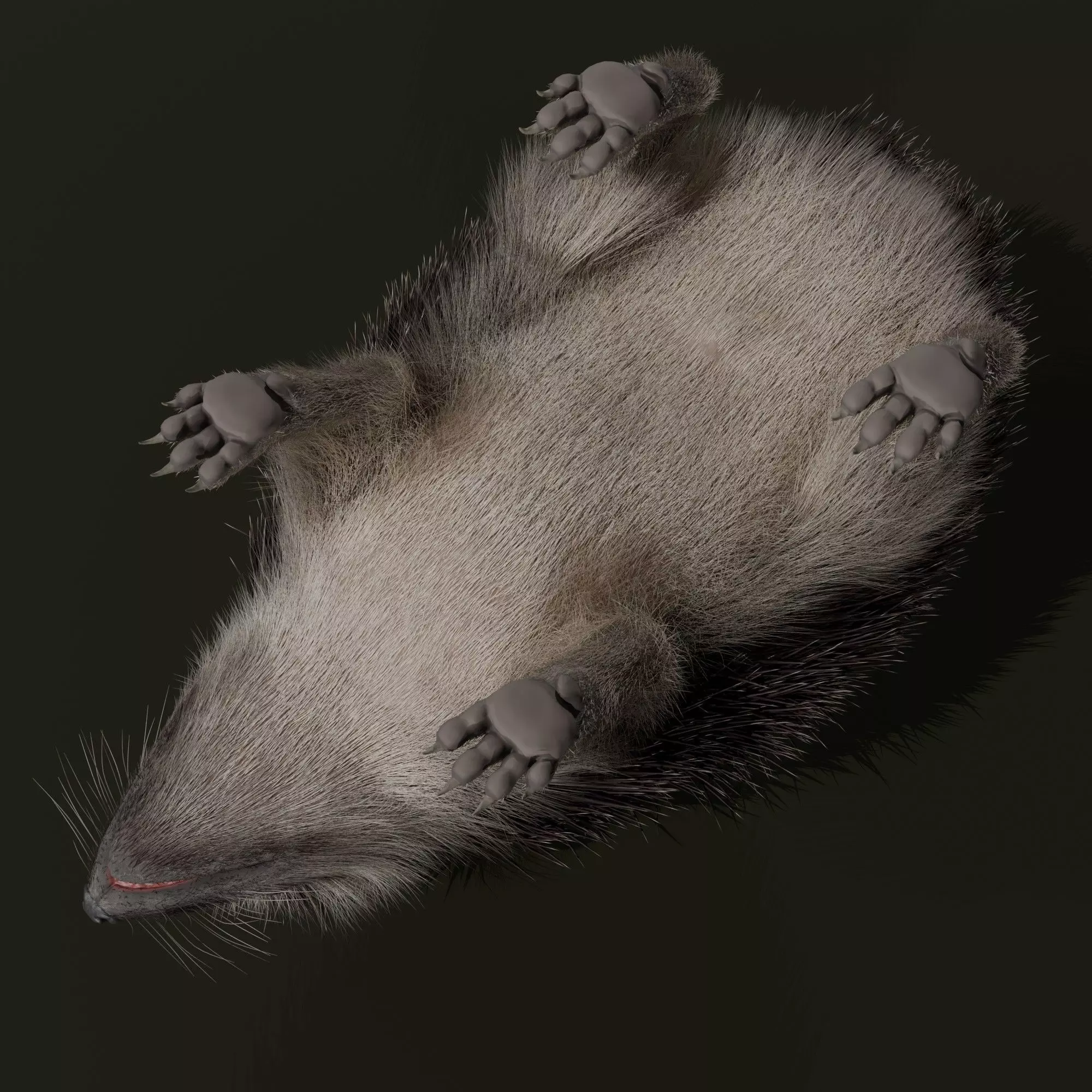Realistic Animated Hedgehog 3D model_10