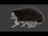 Realistic Animated Hedgehog 3D model_2