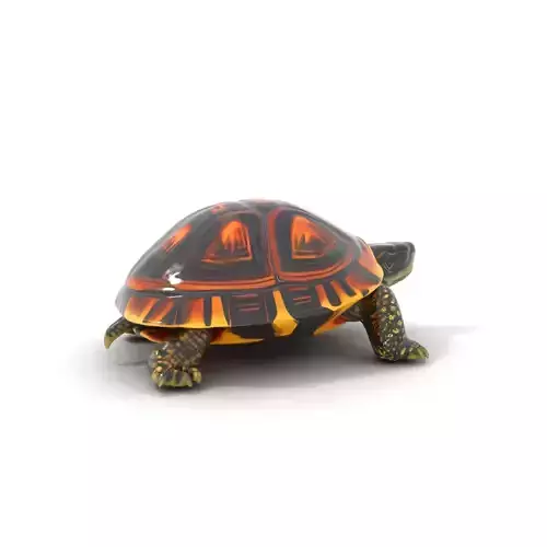 Radiant Tortoise Shell model pack