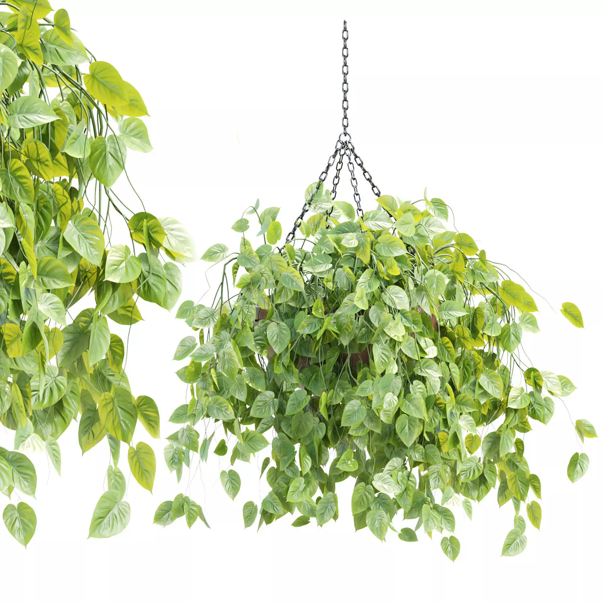 Hanging Plant 3D Model Vol 326 3D model