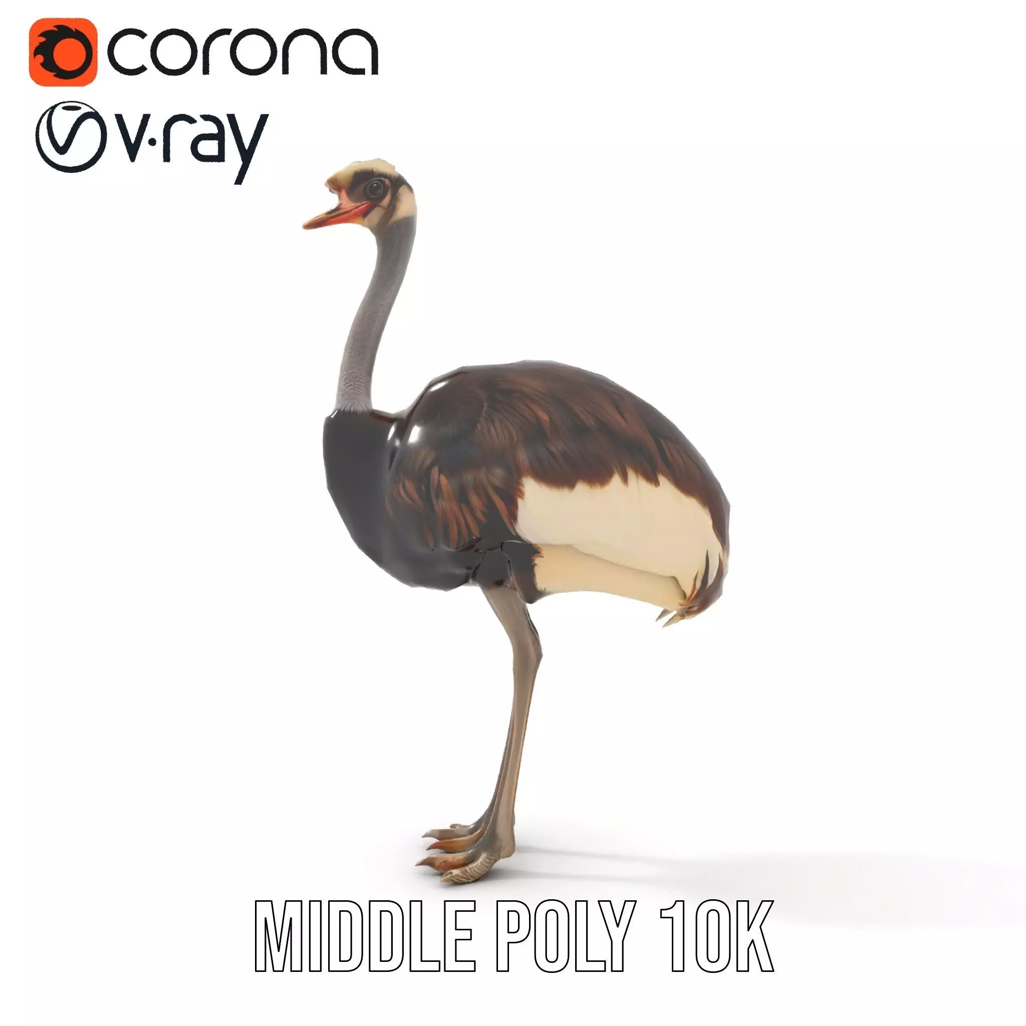 Elegant Ostrich Brown model pack Low-poly 3D model_16