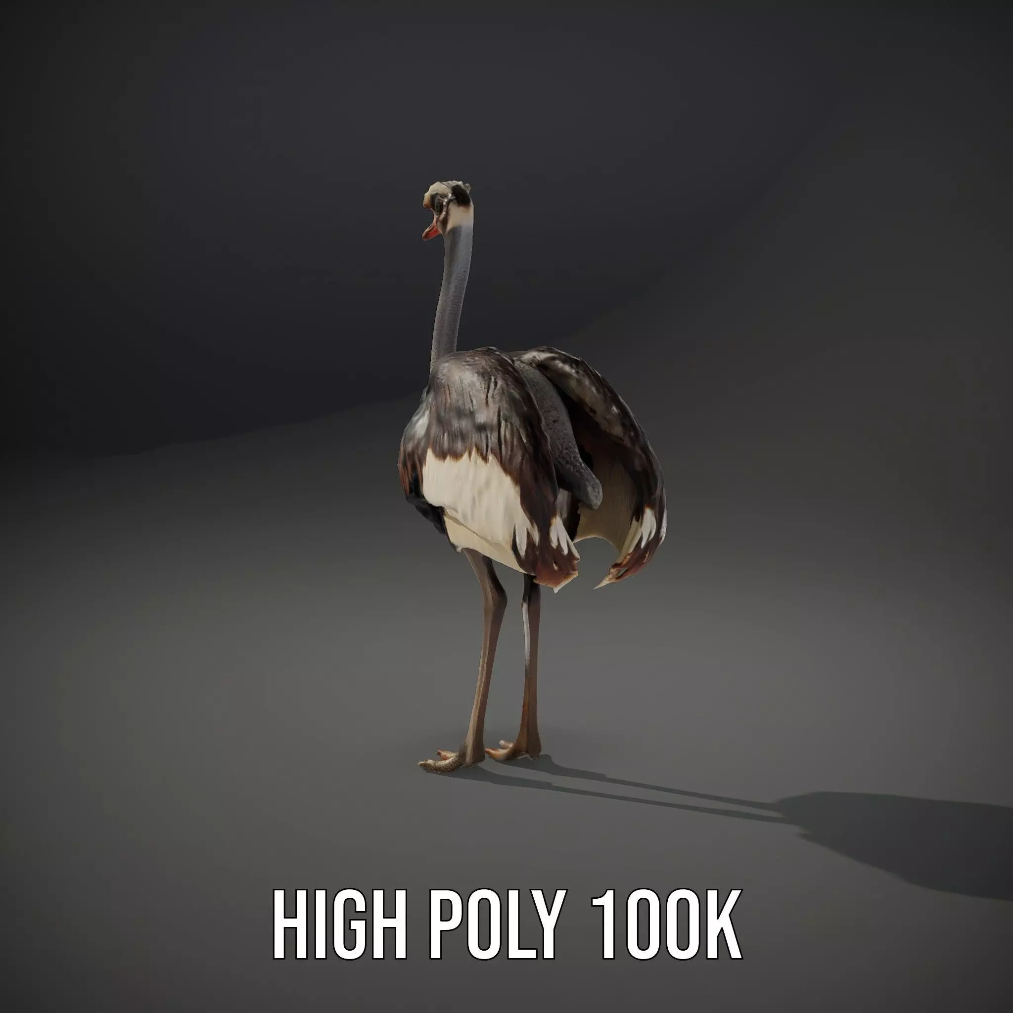 Elegant Ostrich Brown model pack Low-poly 3D model_10