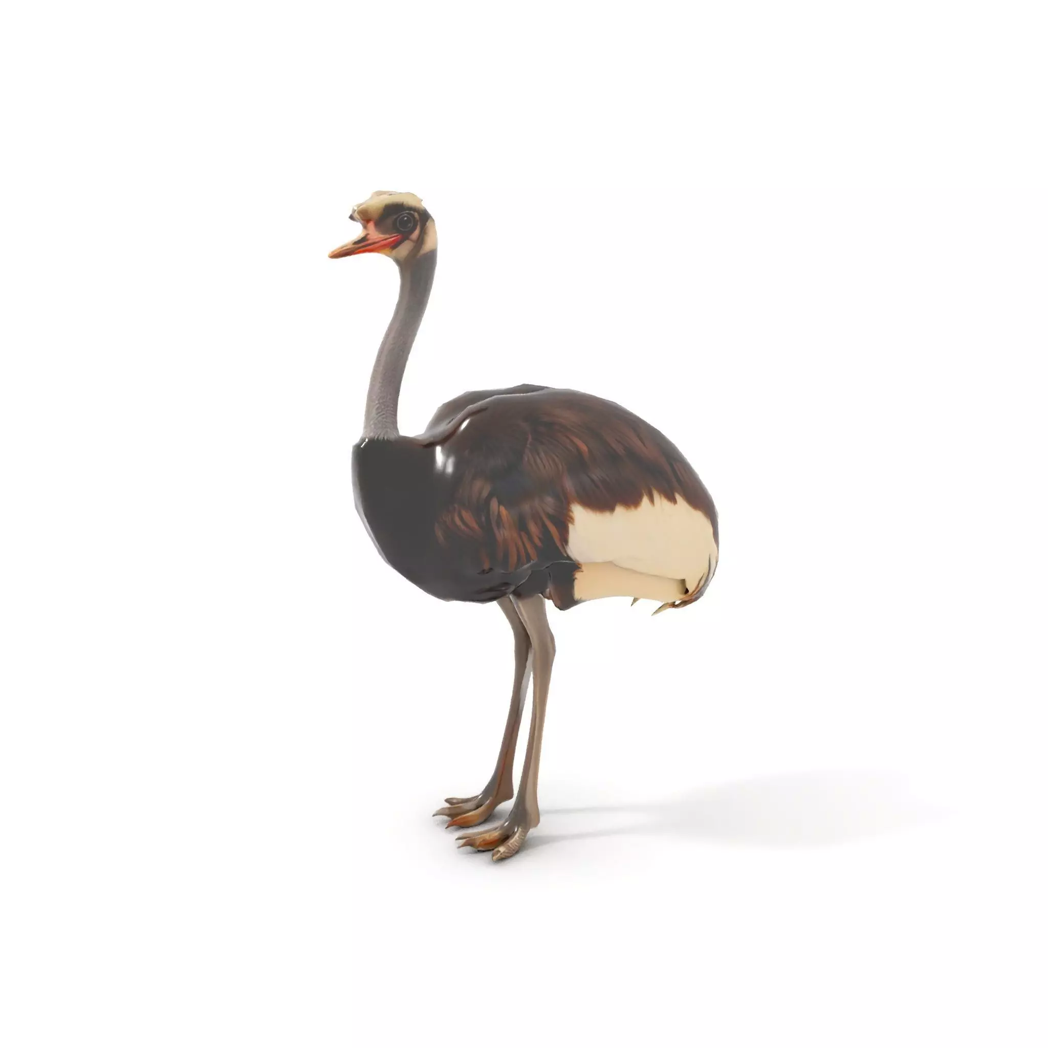 Elegant Ostrich Brown model pack Low-poly 3D model_5