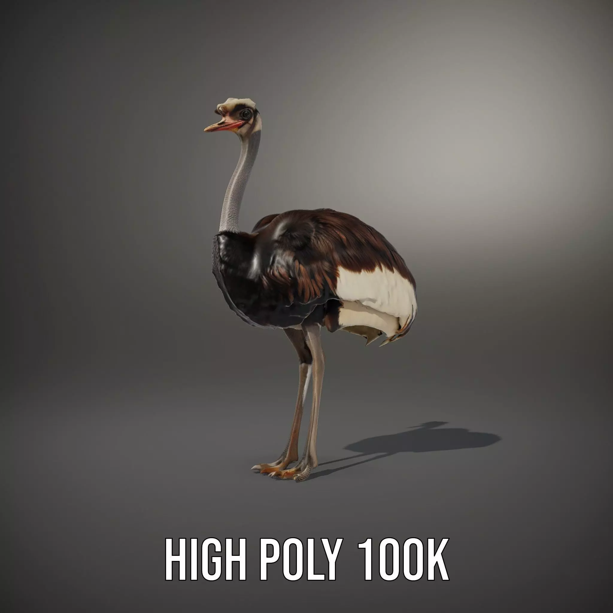 Elegant Ostrich Brown model pack Low-poly 3D model_8
