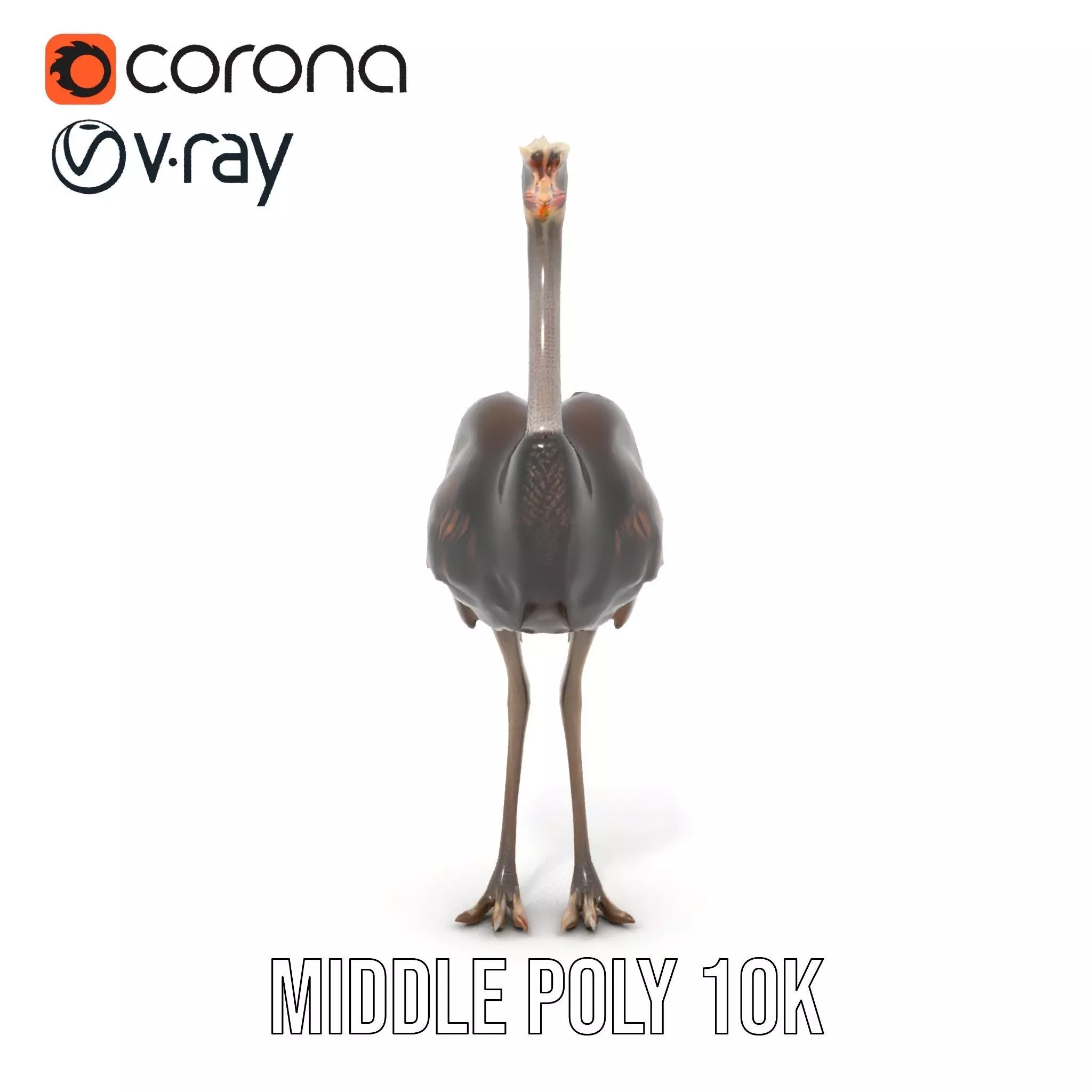 Elegant Ostrich Brown model pack Low-poly 3D model_18