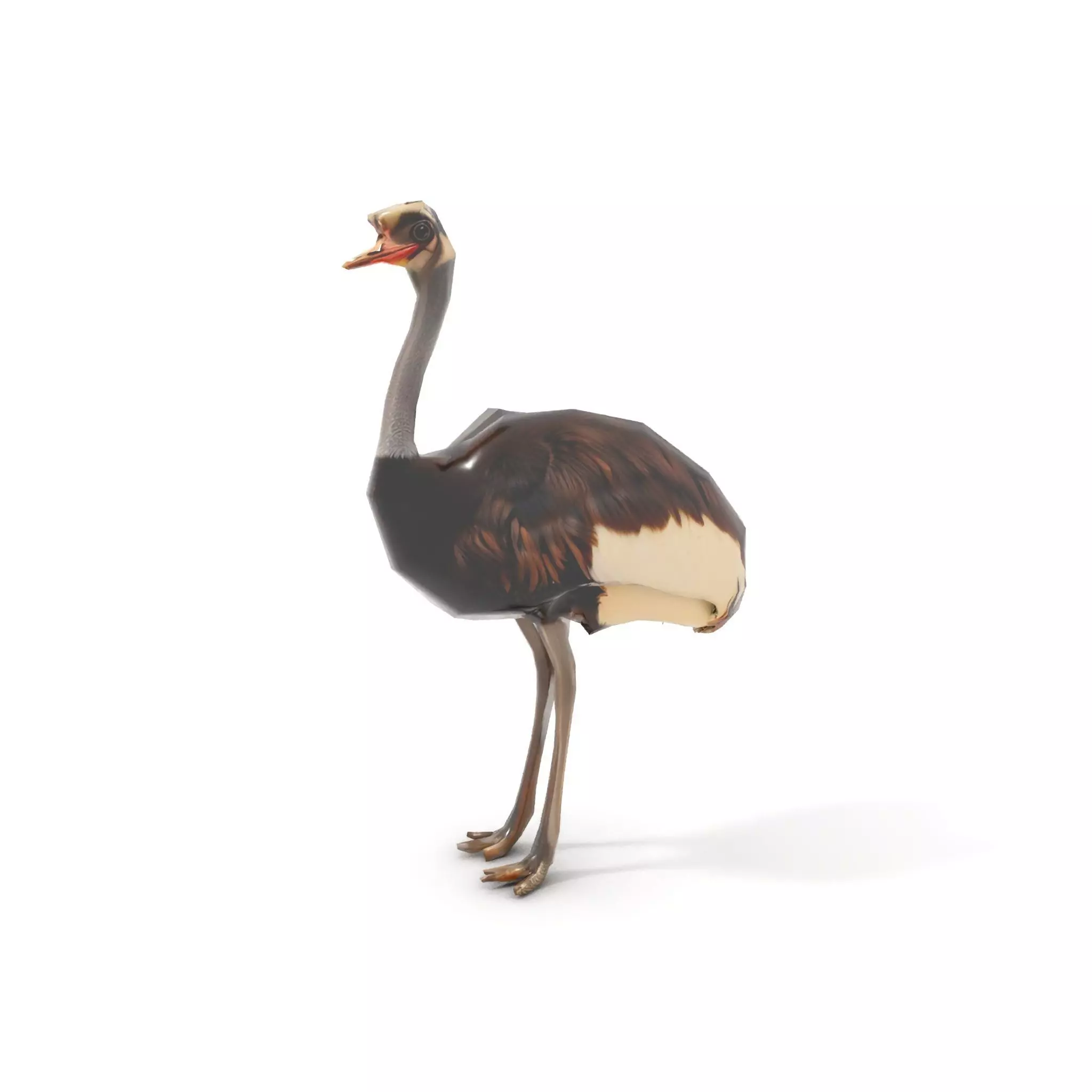 Elegant Ostrich Brown model pack Low-poly 3D model_7