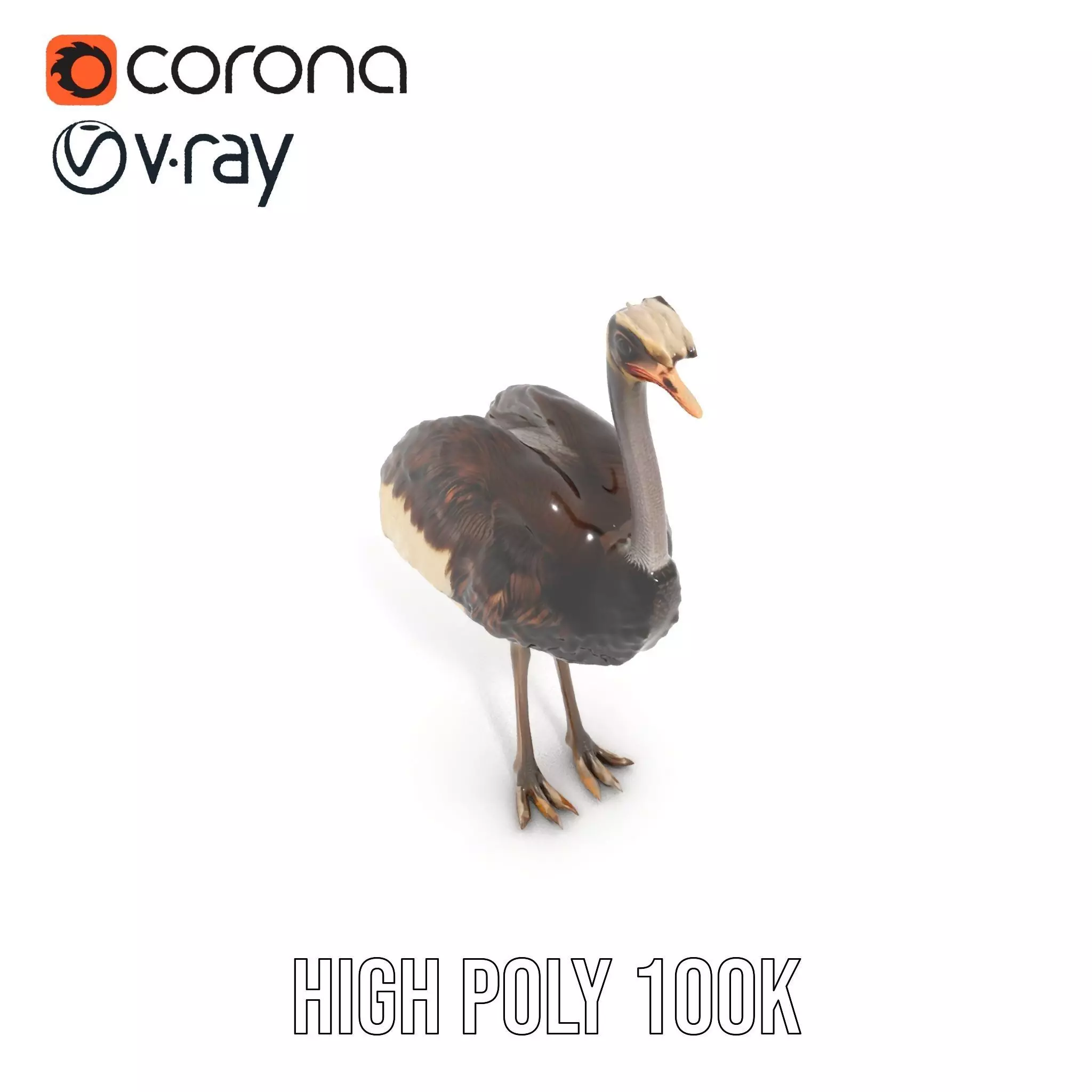 Elegant Ostrich Brown model pack Low-poly 3D model_22