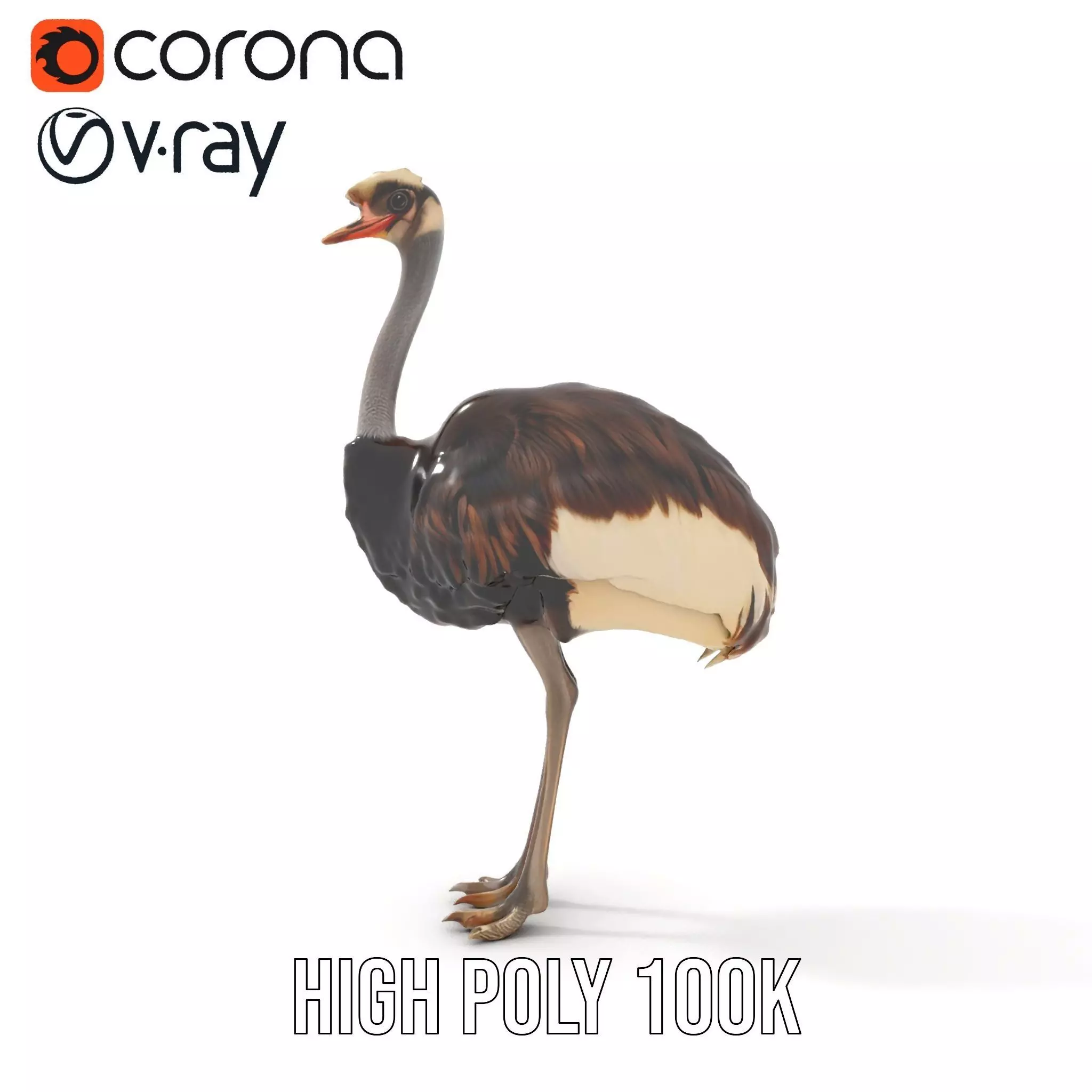 Elegant Ostrich Brown model pack Low-poly 3D model_25