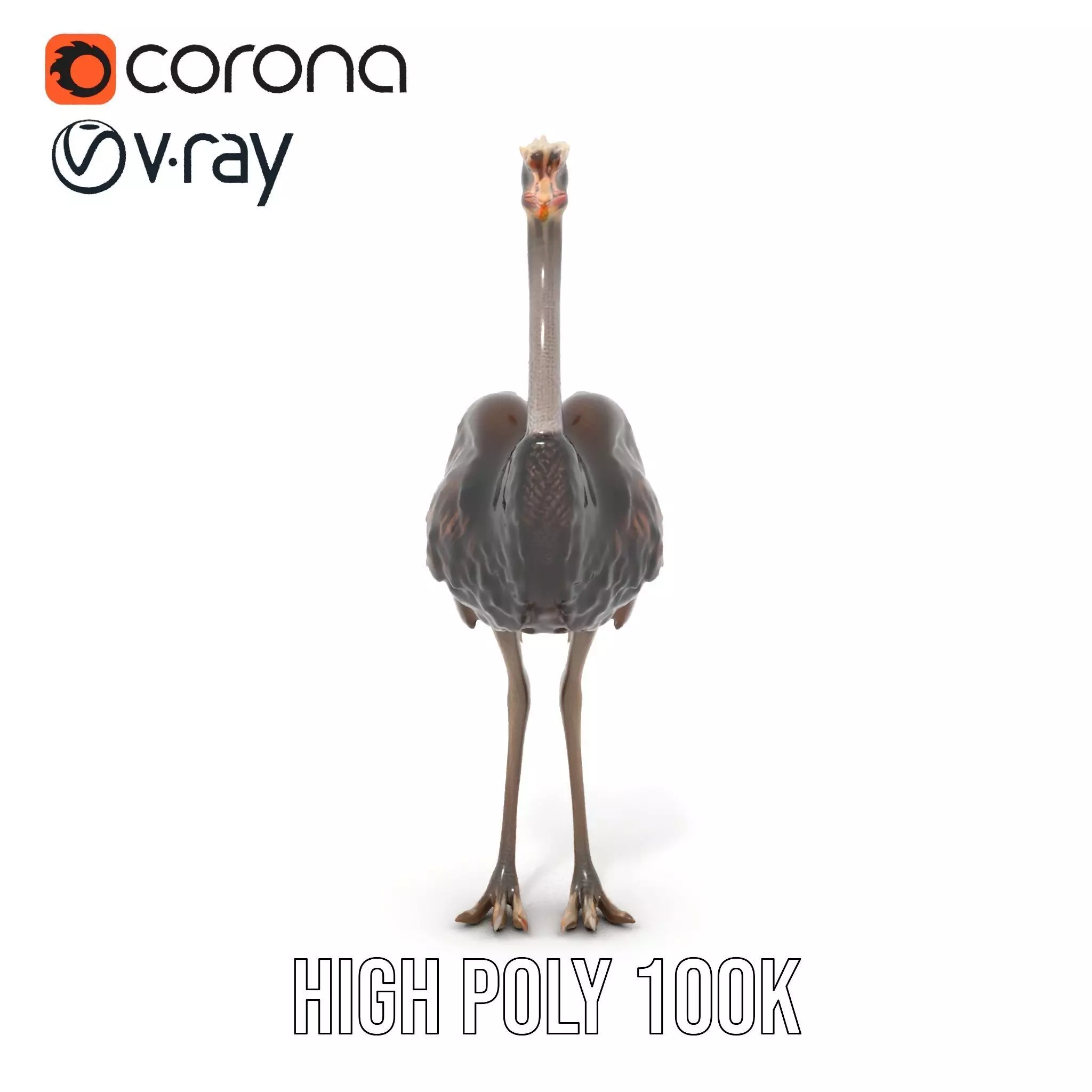 Elegant Ostrich Brown model pack Low-poly 3D model_32
