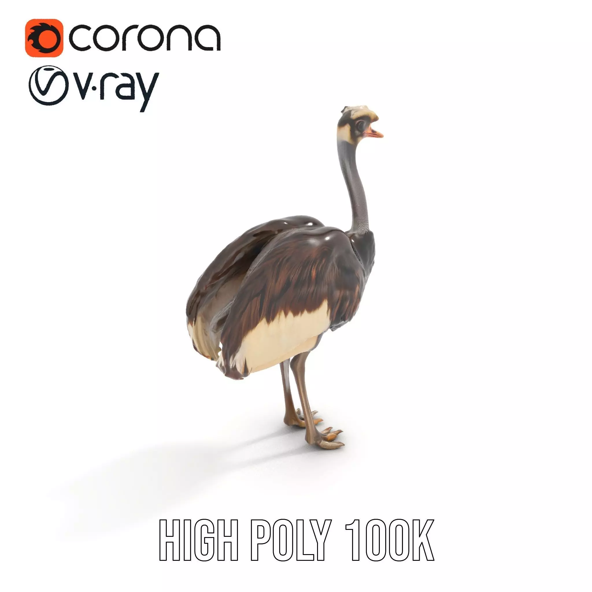 Elegant Ostrich Brown model pack Low-poly 3D model_15