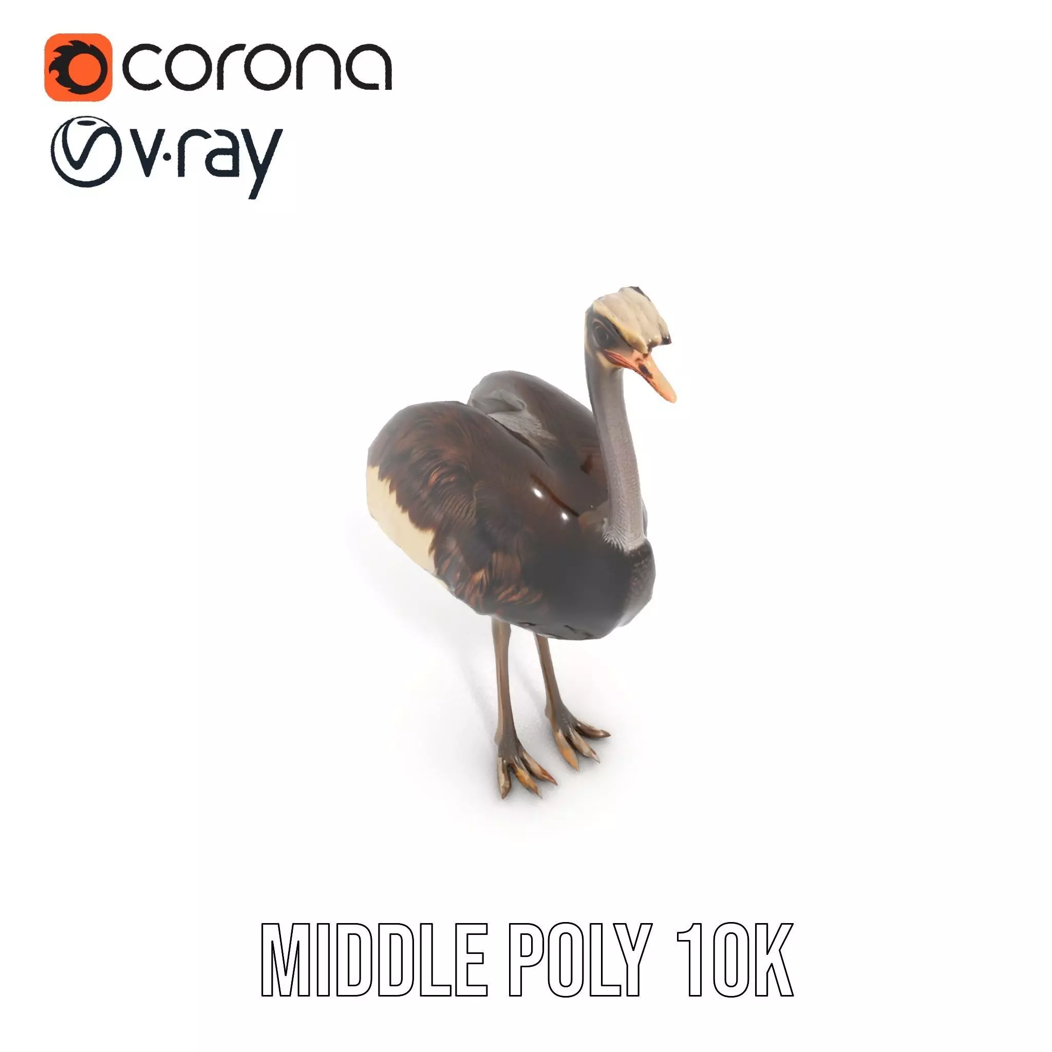Elegant Ostrich Brown model pack Low-poly 3D model_6