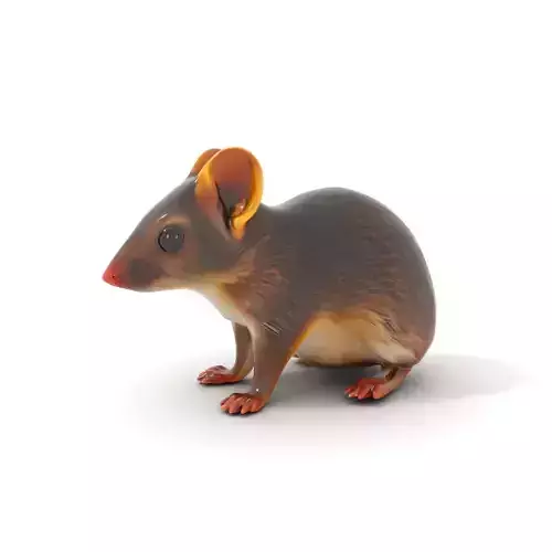 Desert Jerboa model pack Low-poly 3D model Desert Jerboa model pack Low-poly 3D model