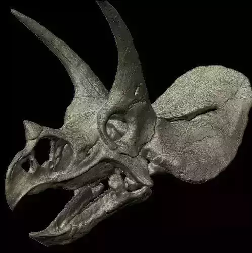 TRICERATOPS SKULL