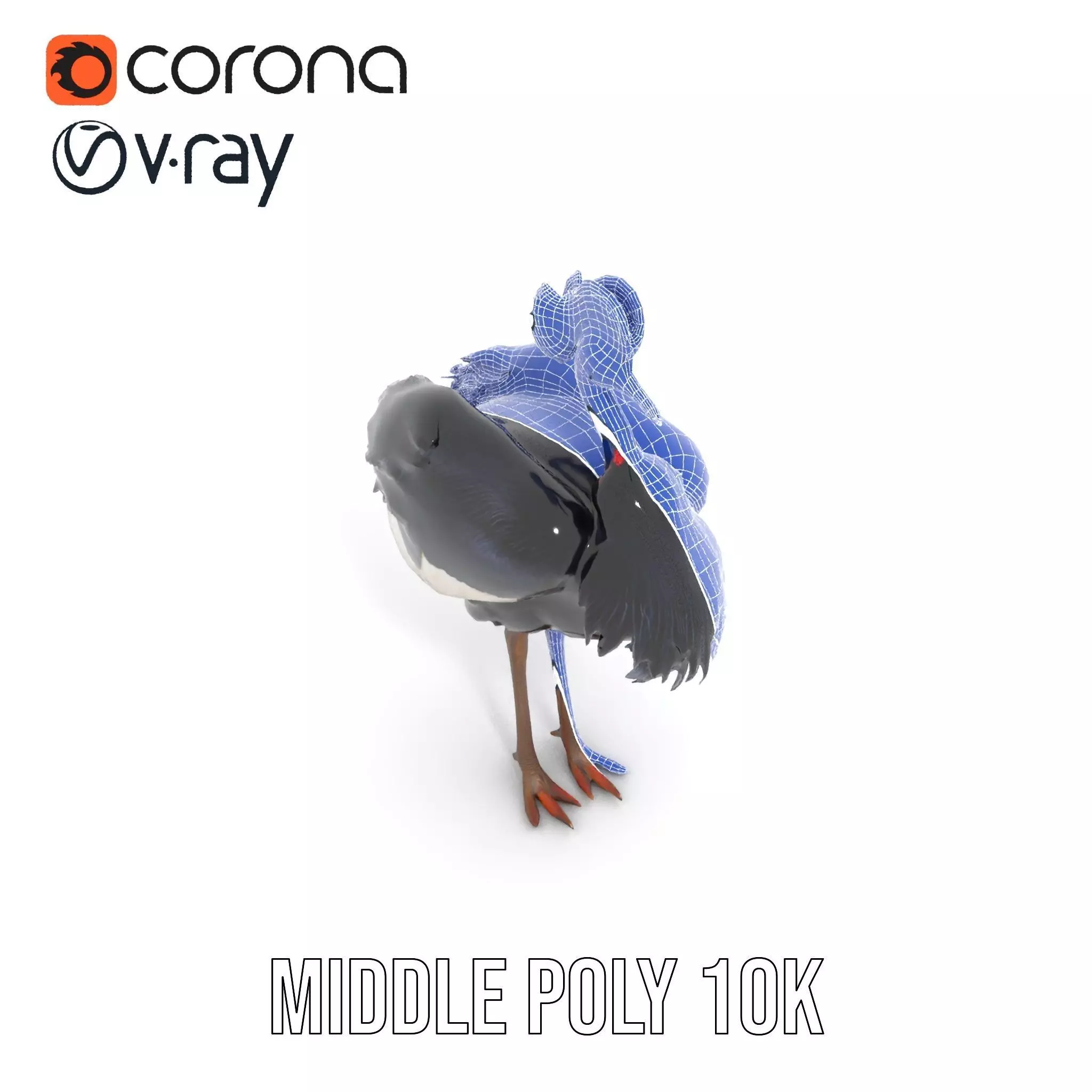 Majestic Gray Crowned Crane model pack Low-poly 3D model_26