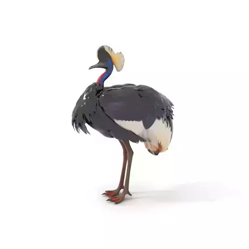 Majestic Gray Crowned Crane model pack