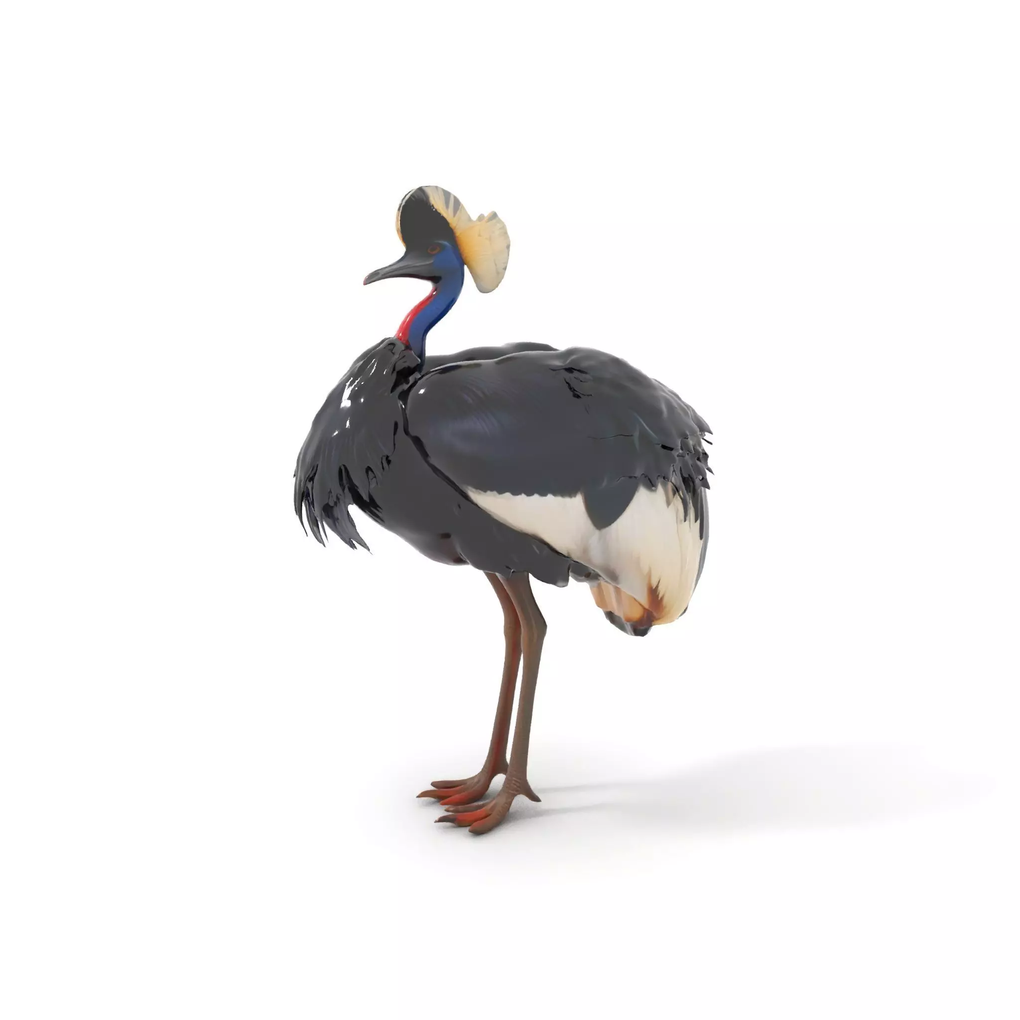 Majestic Gray Crowned Crane model pack Low-poly 3D model_0