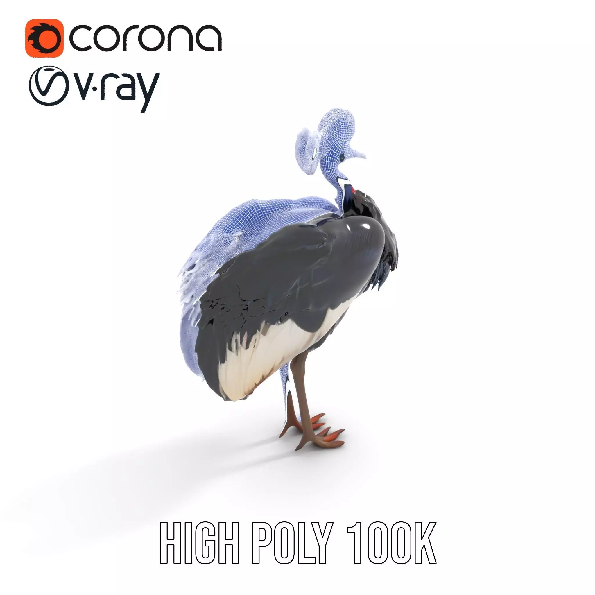 Majestic Gray Crowned Crane model pack Low-poly 3D model_22