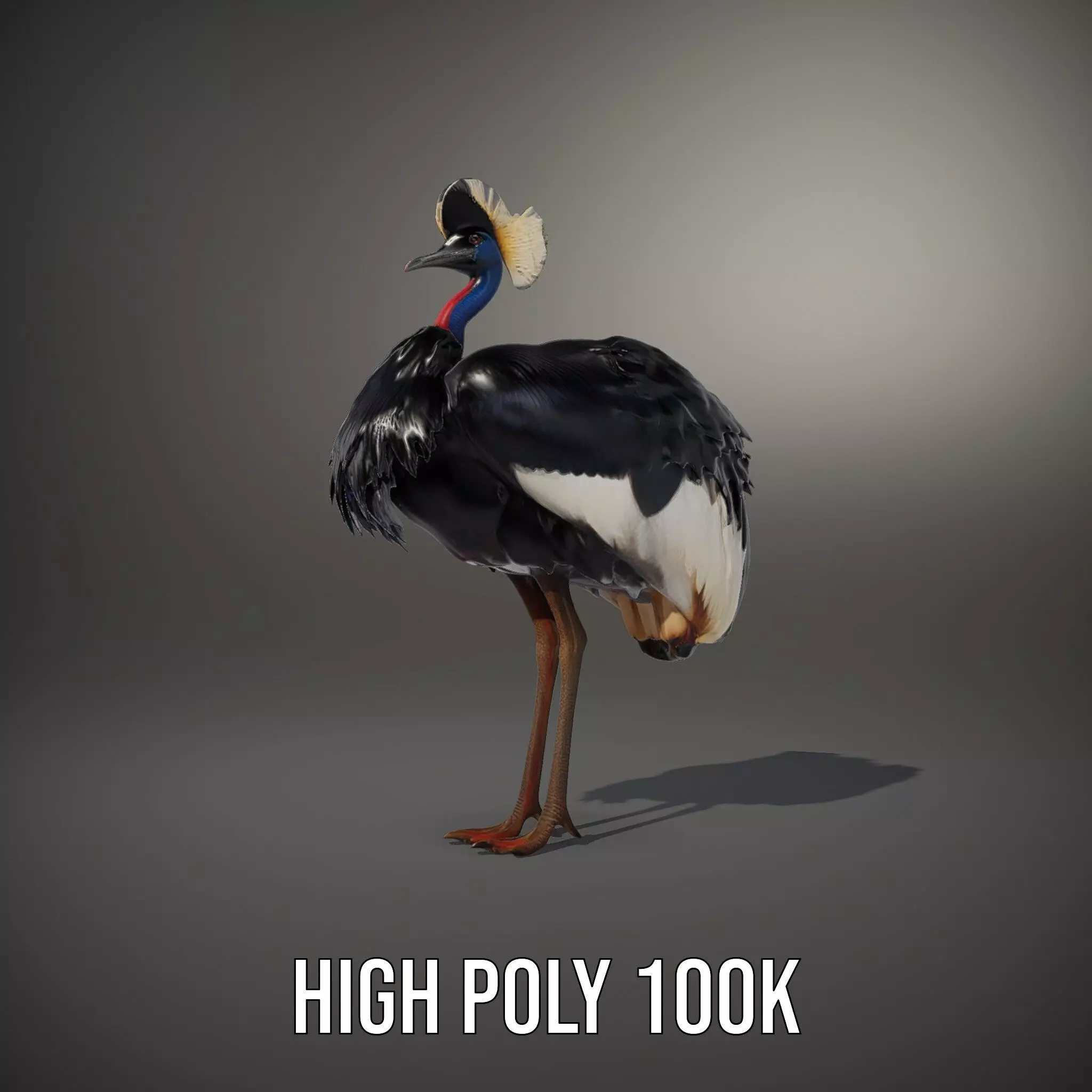 Majestic Gray Crowned Crane model pack Low-poly 3D model_8