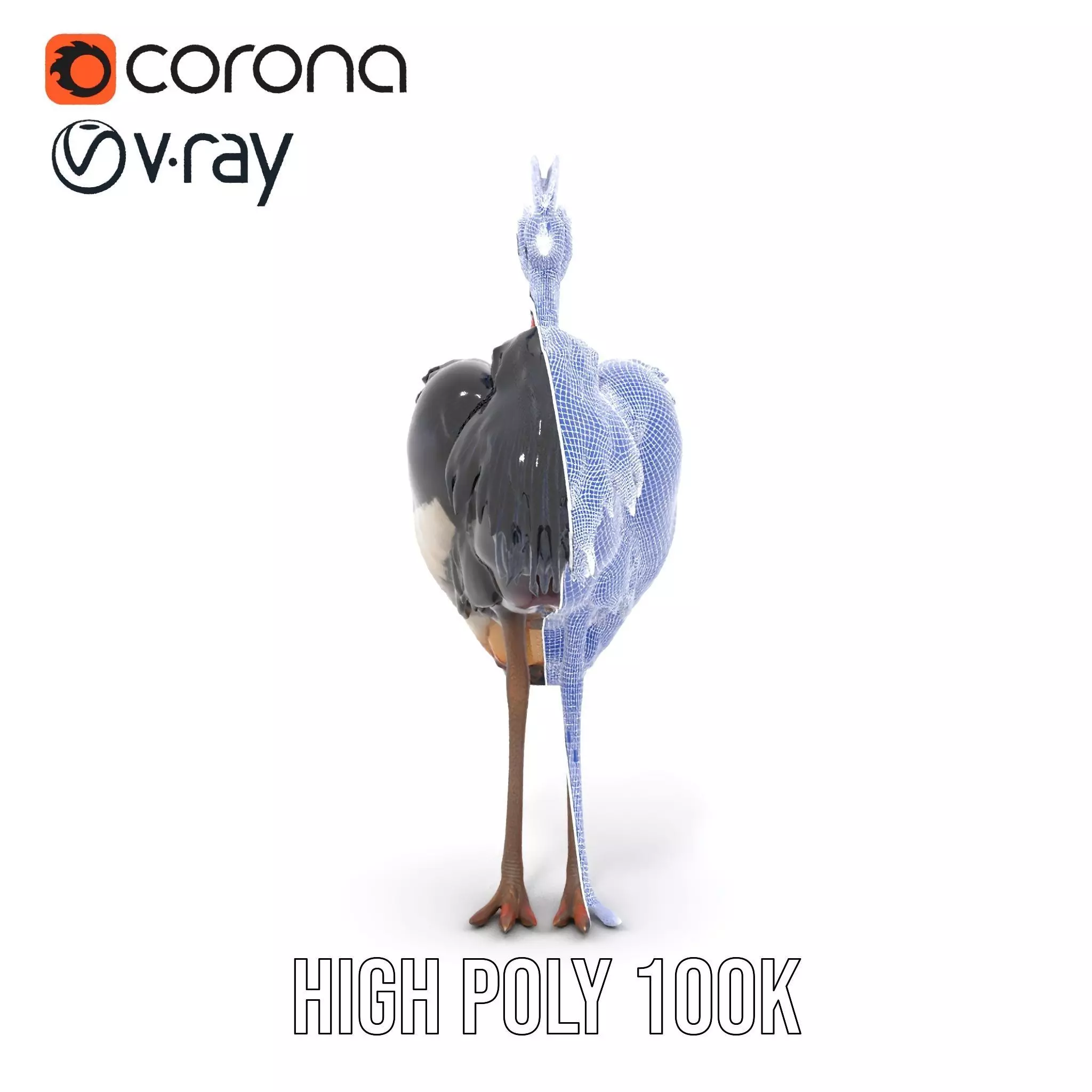 Majestic Gray Crowned Crane model pack Low-poly 3D model_33