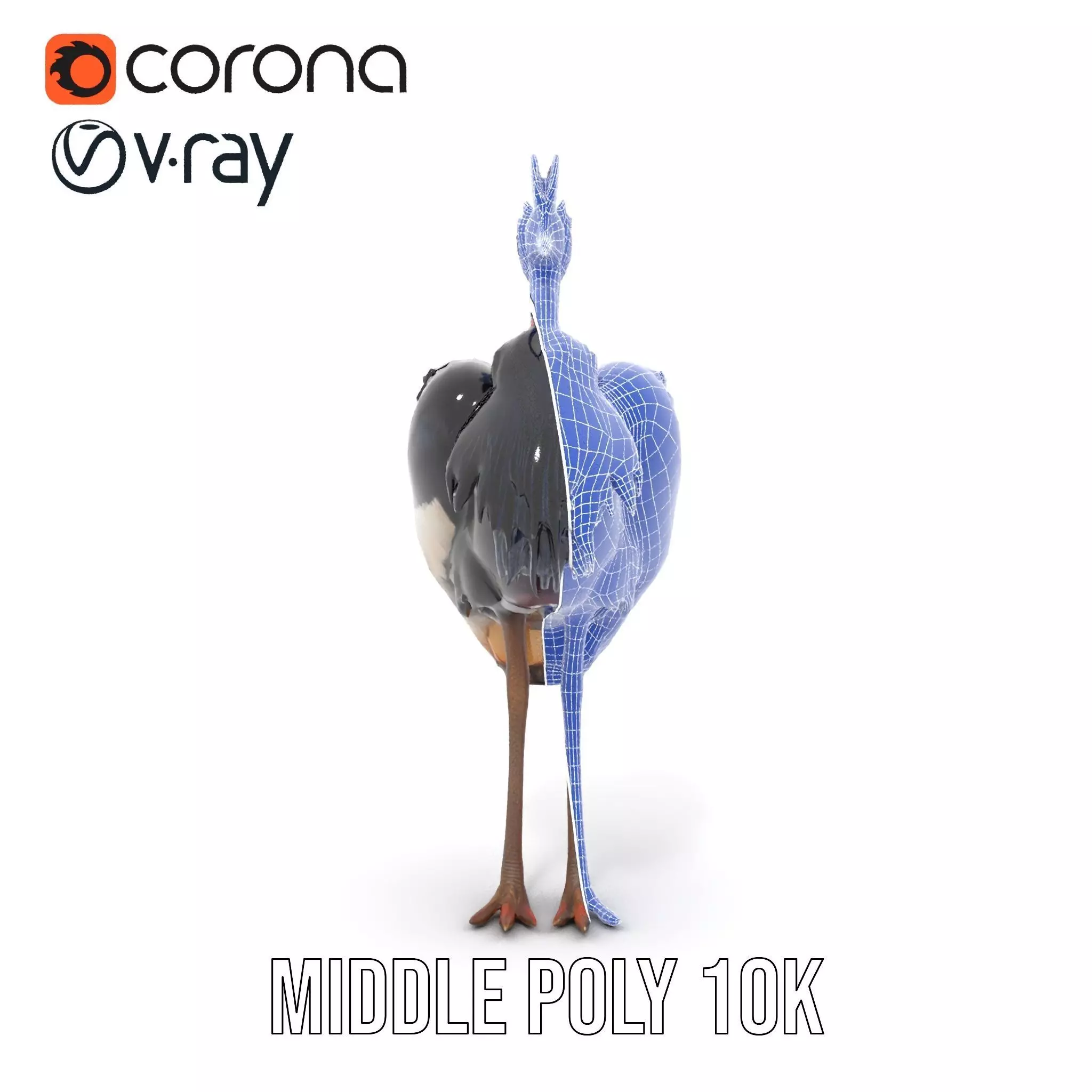 Majestic Gray Crowned Crane model pack Low-poly 3D model_23