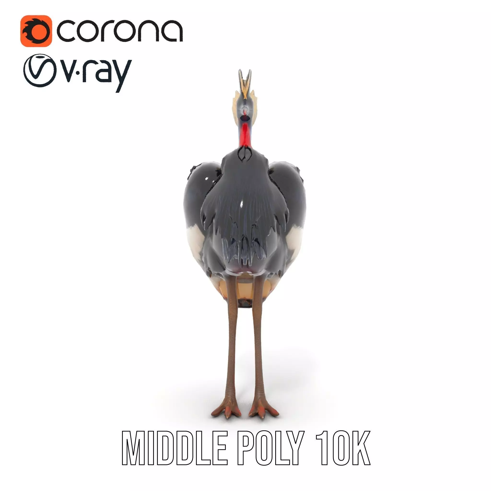 Majestic Gray Crowned Crane model pack Low-poly 3D model_6
