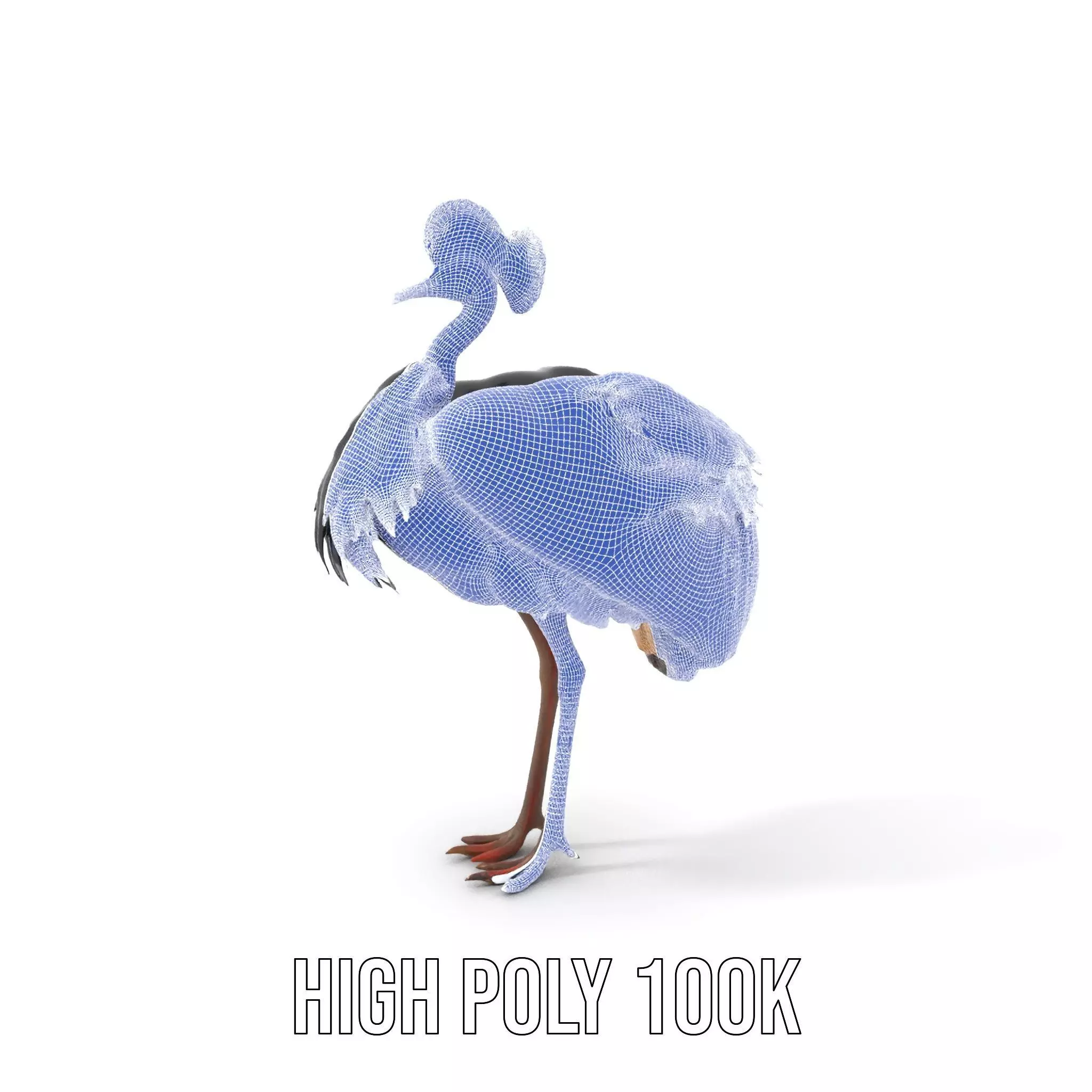 Majestic Gray Crowned Crane model pack Low-poly 3D model_4