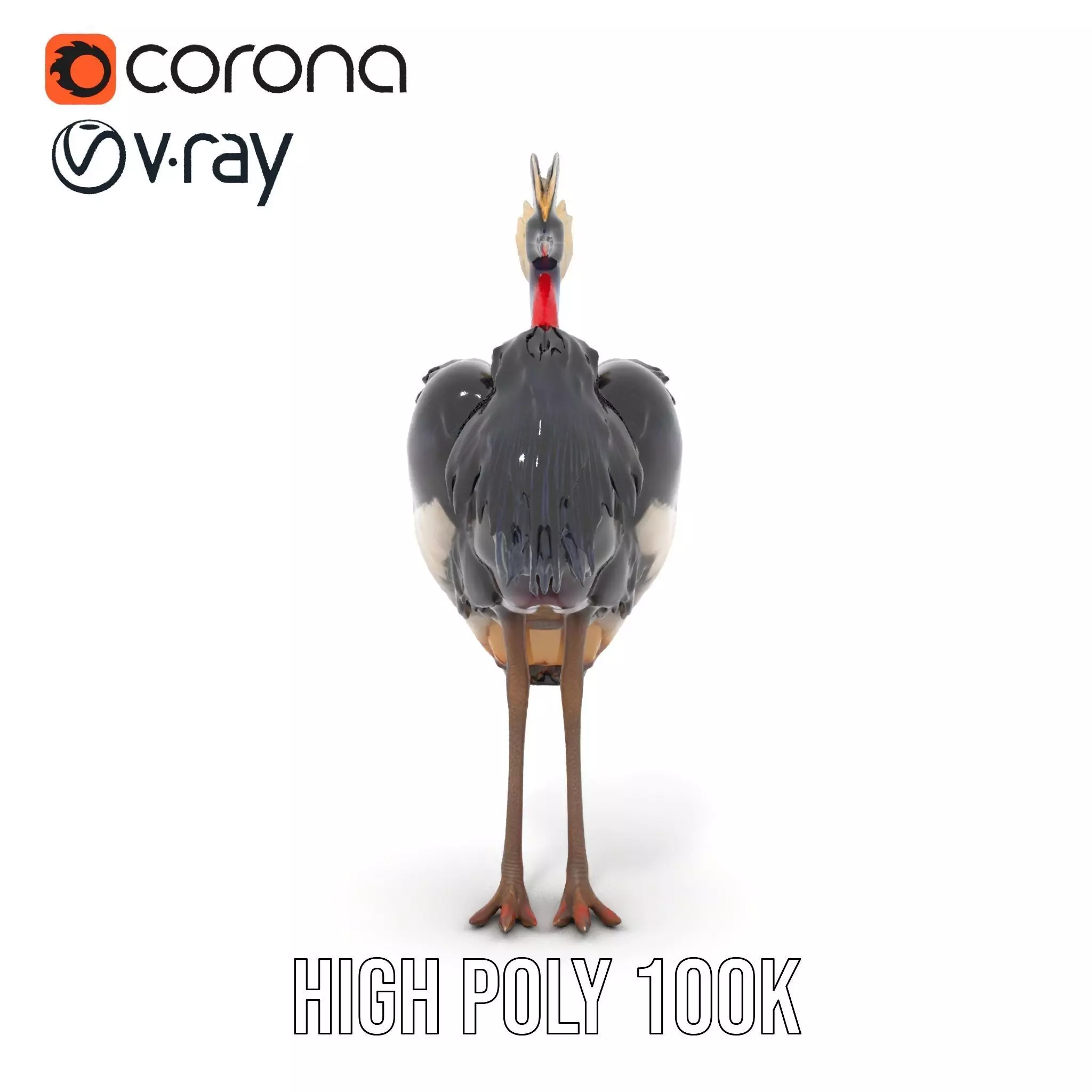 Majestic Gray Crowned Crane model pack Low-poly 3D model_19