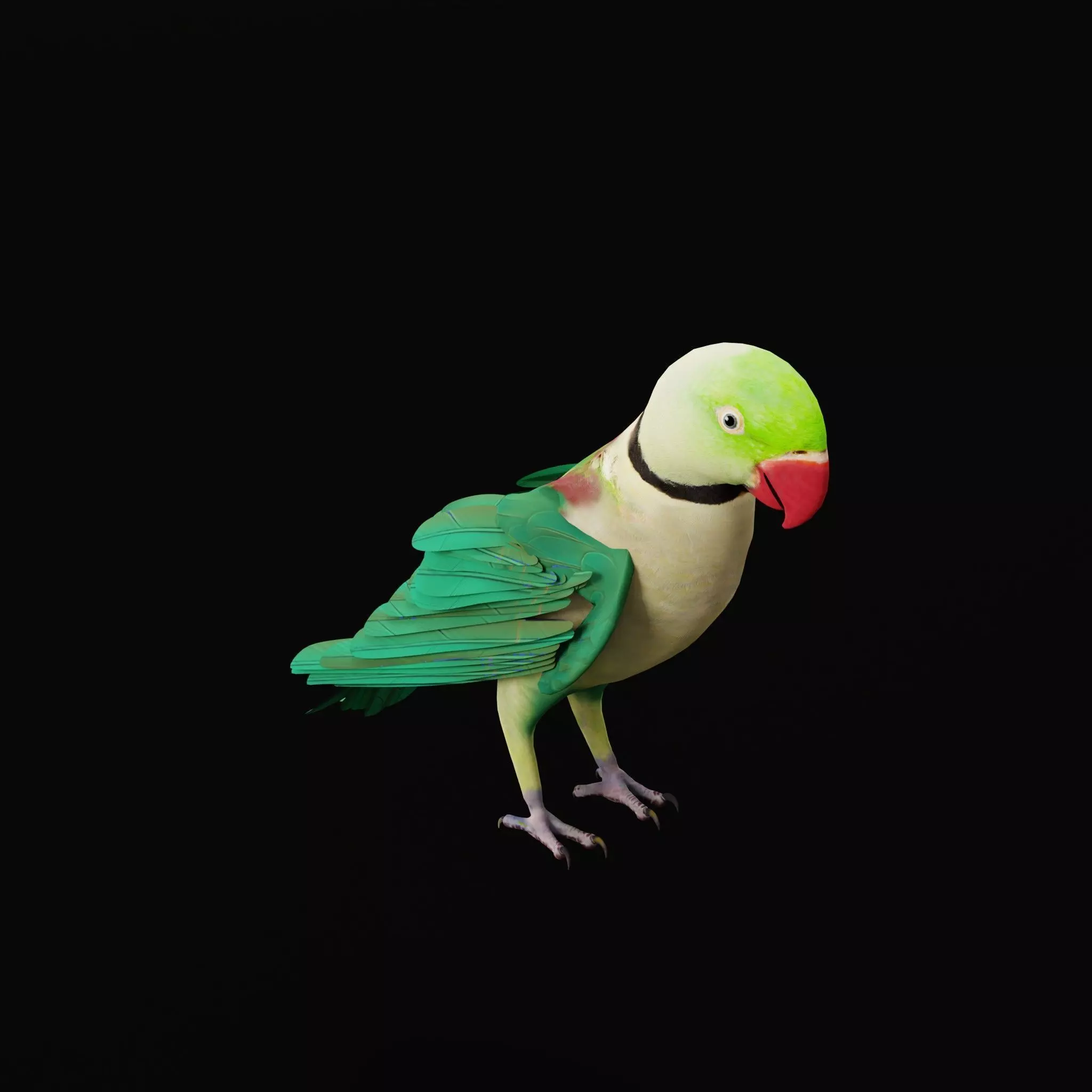 Alexandrine Parakeet Bird Low-poly 3D model_42