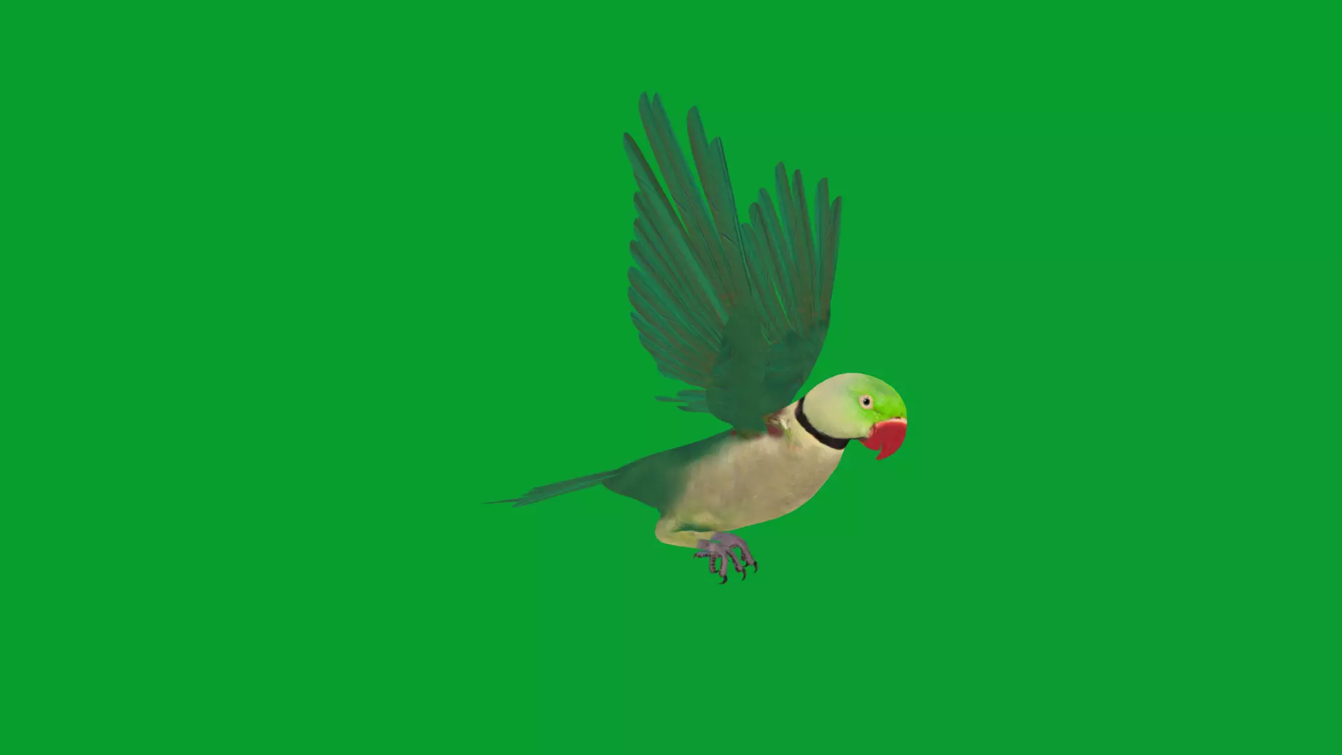 Alexandrine Parakeet Bird Low-poly 3D model_9