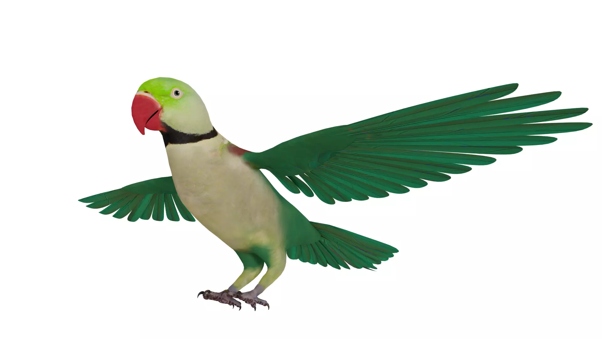 Alexandrine Parakeet Bird Low-poly 3D model_18