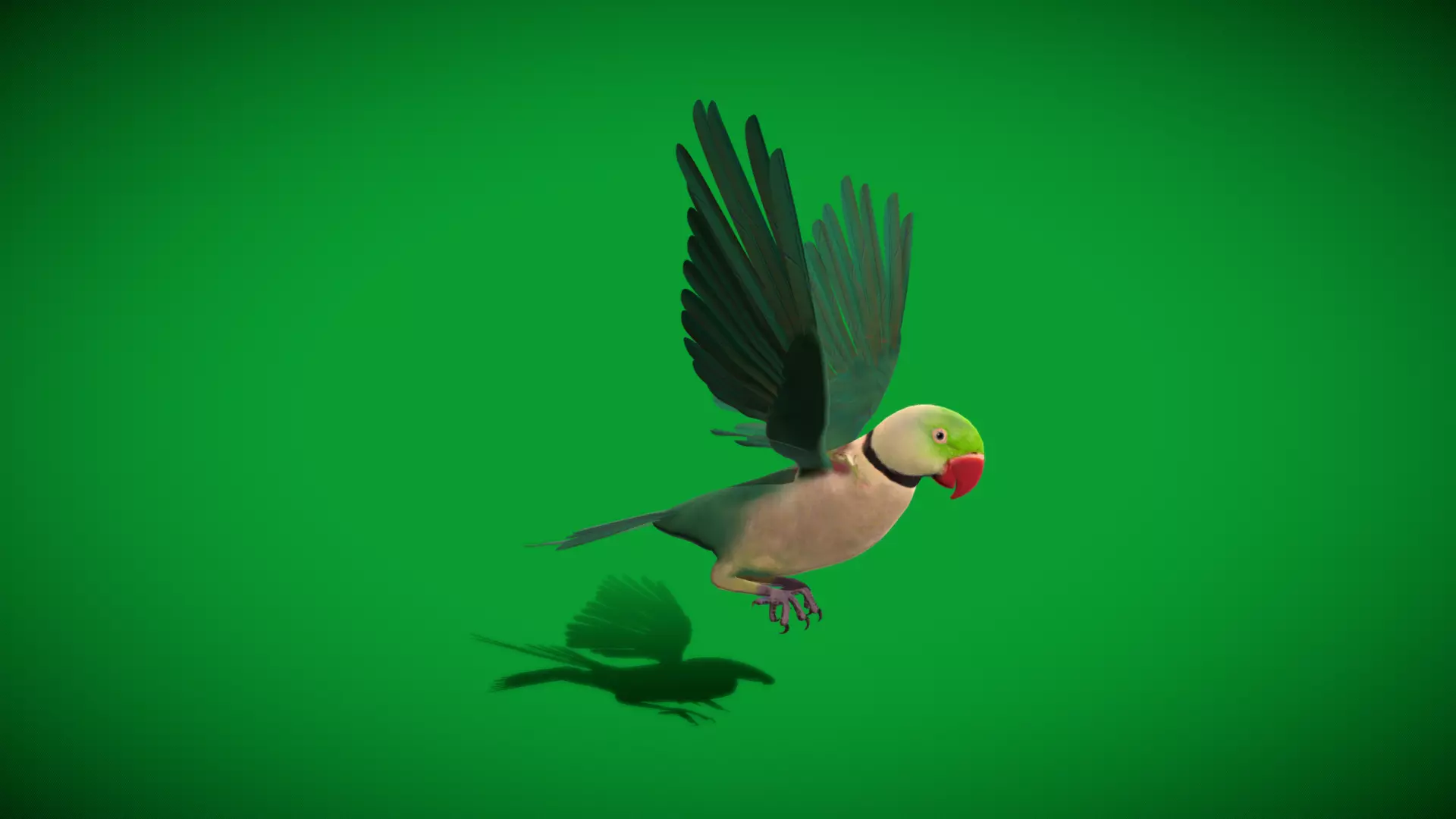 Alexandrine Parakeet Bird Low-poly 3D model_31