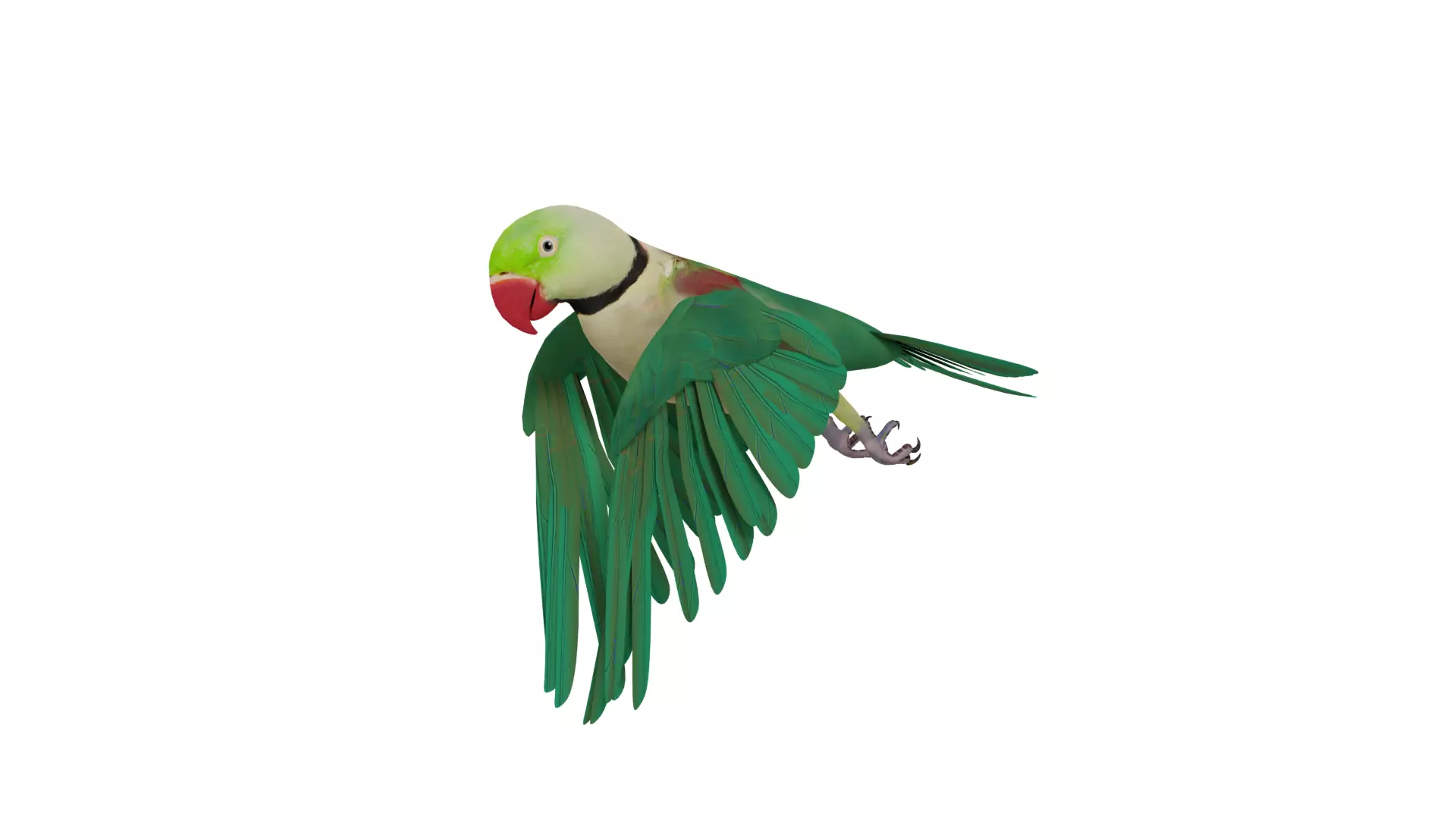Alexandrine Parakeet Bird Low-poly 3D model_26