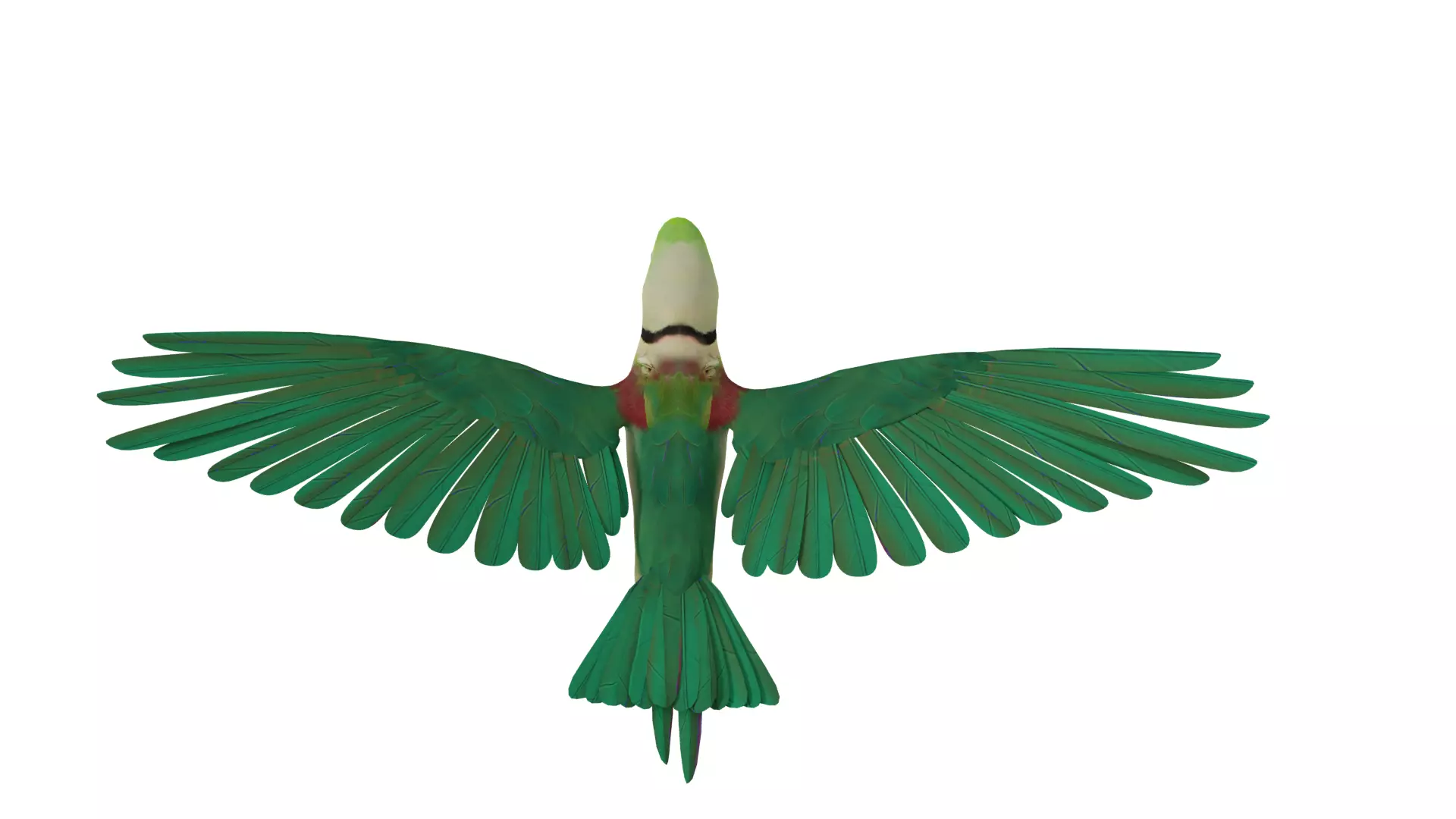 Alexandrine Parakeet Bird Low-poly 3D model_28