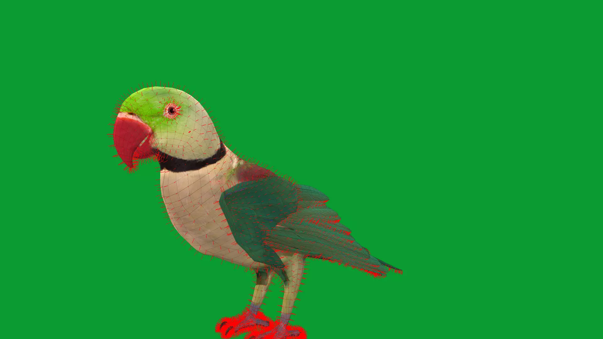 Alexandrine Parakeet Bird Low-poly 3D model_24