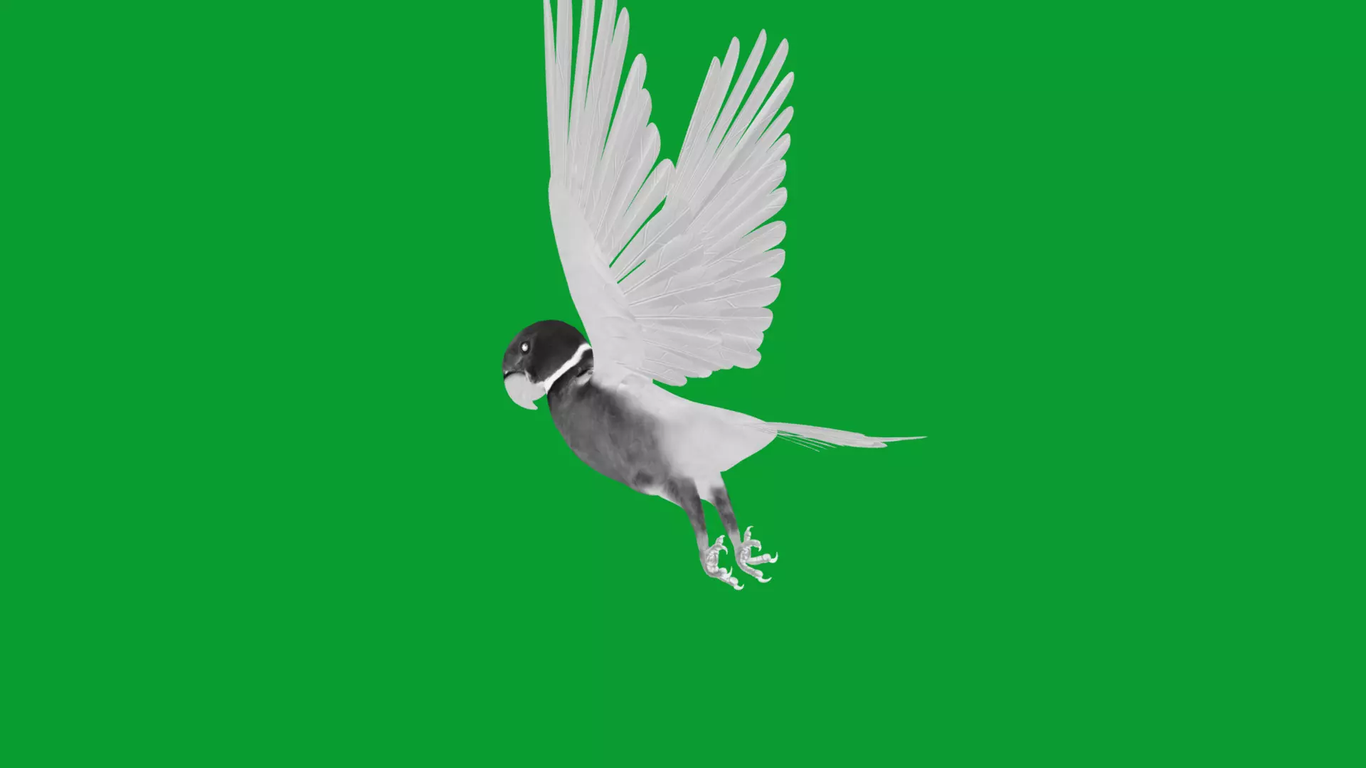 Alexandrine Parakeet Bird Low-poly 3D model_10