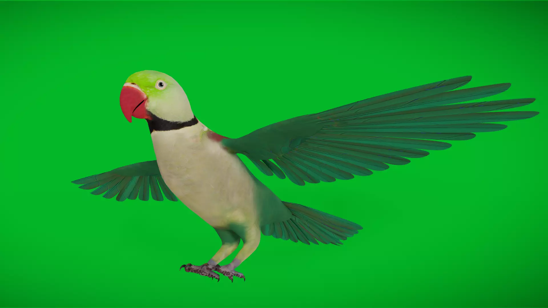 Alexandrine Parakeet Bird Low-poly 3D model_3